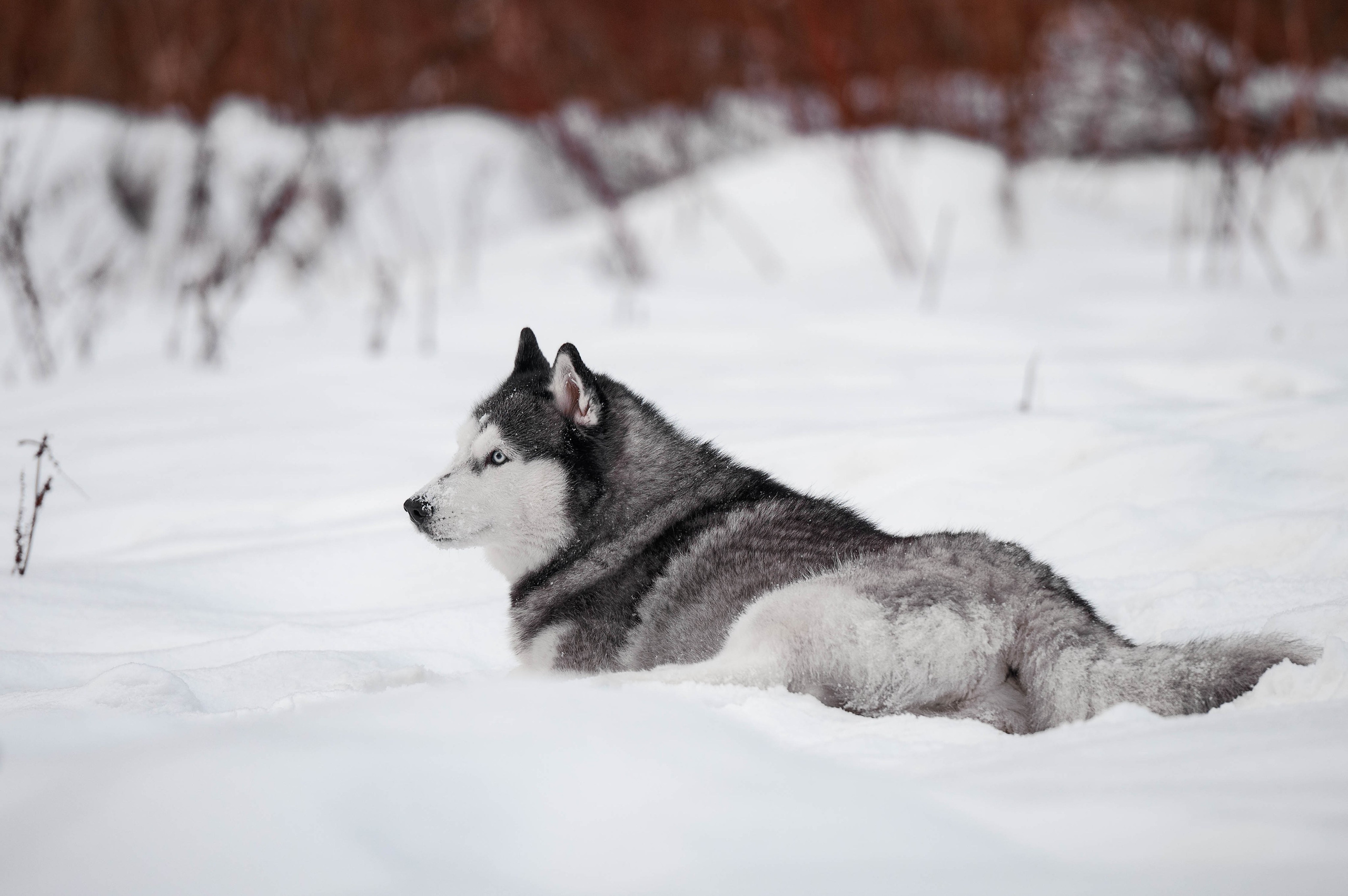 Шанель. Фотограф-анималист