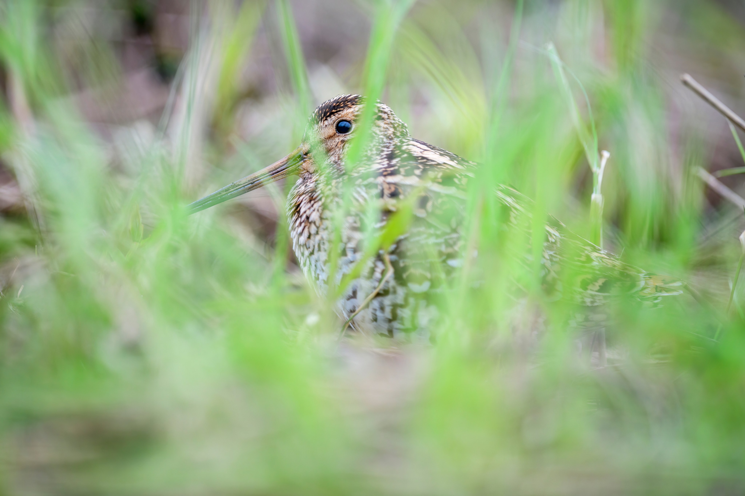 На дупелином току. Wildlife photography by Sergey Puponin