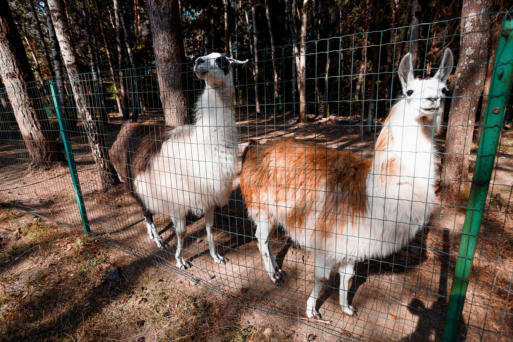 две козочки за забором .