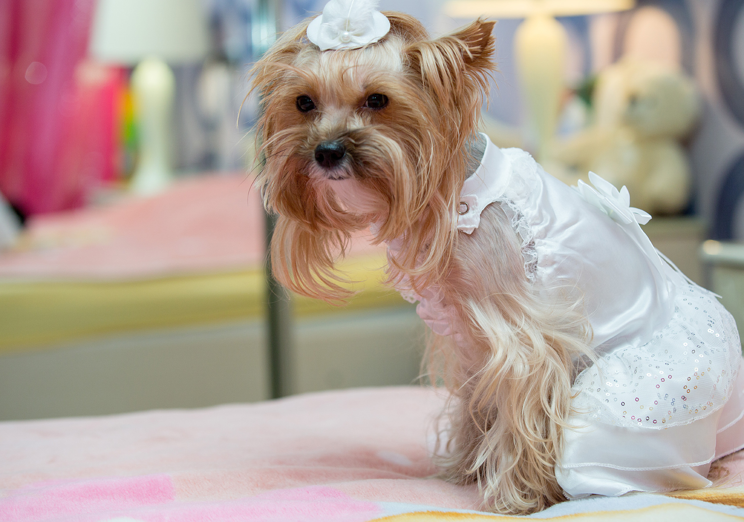 украшенная собачка.