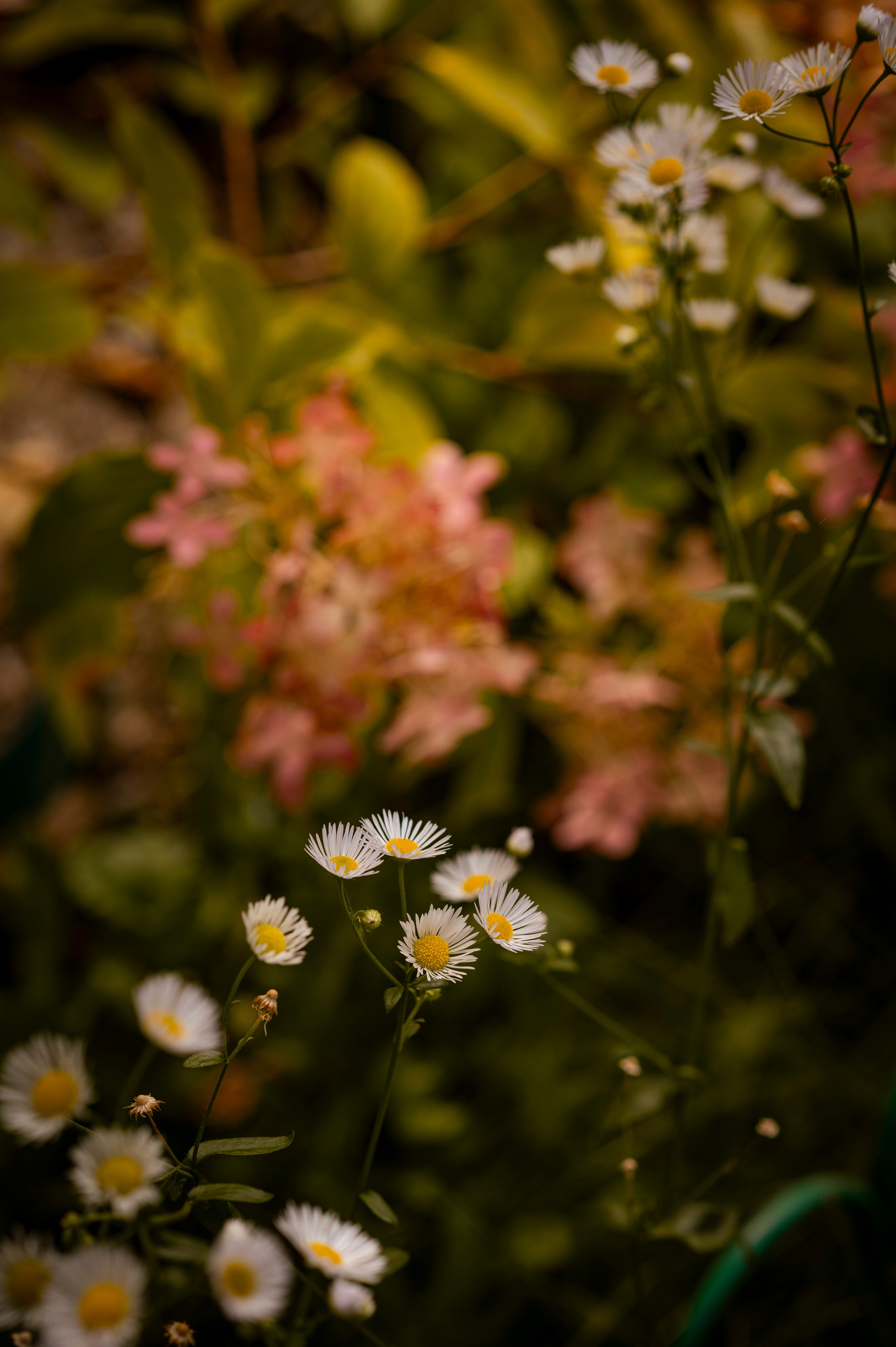 Осень во всей красе. Анна Боровикова, фотограф Пушкино