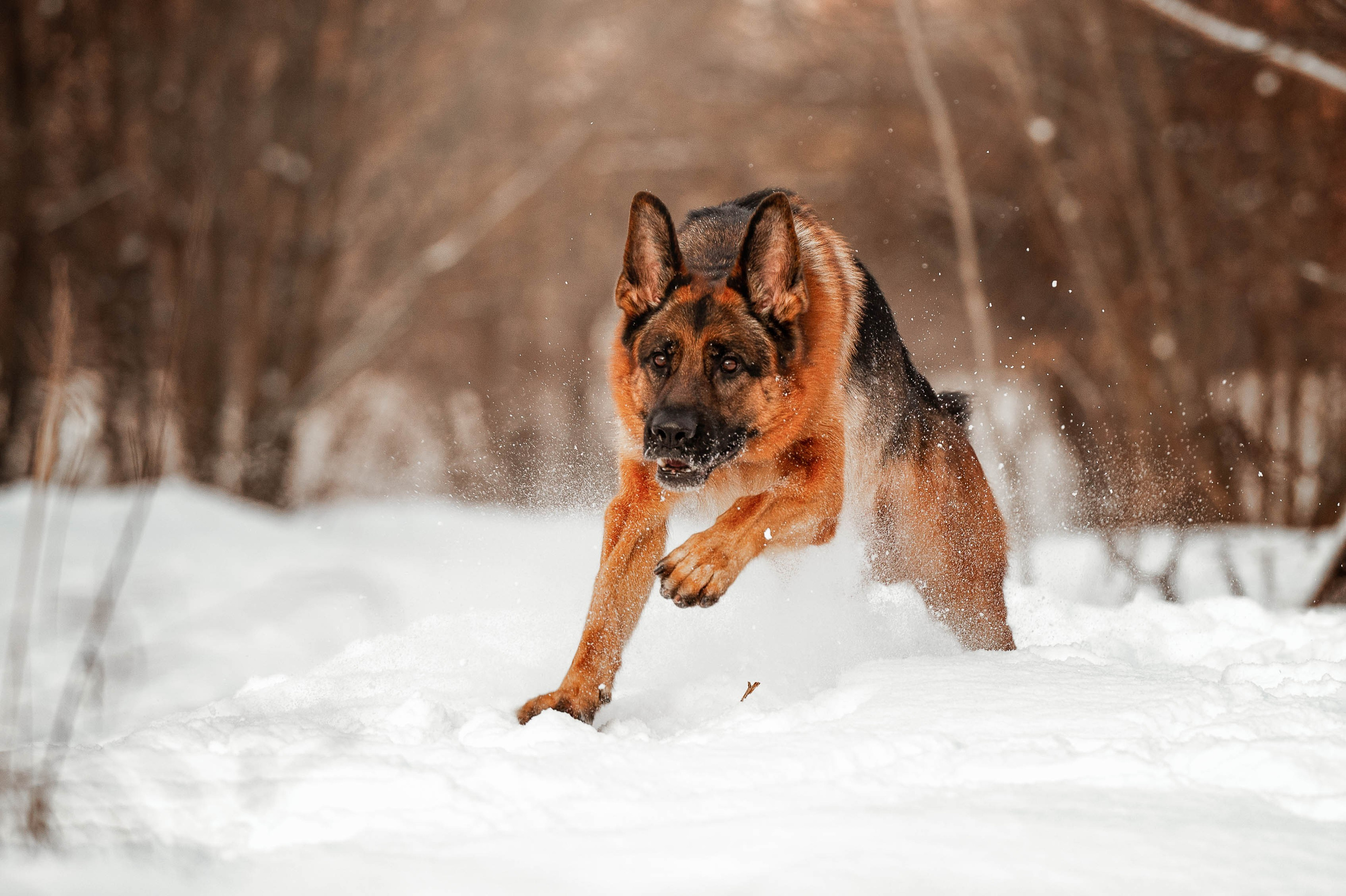 Вольт. Фотограф-анималист