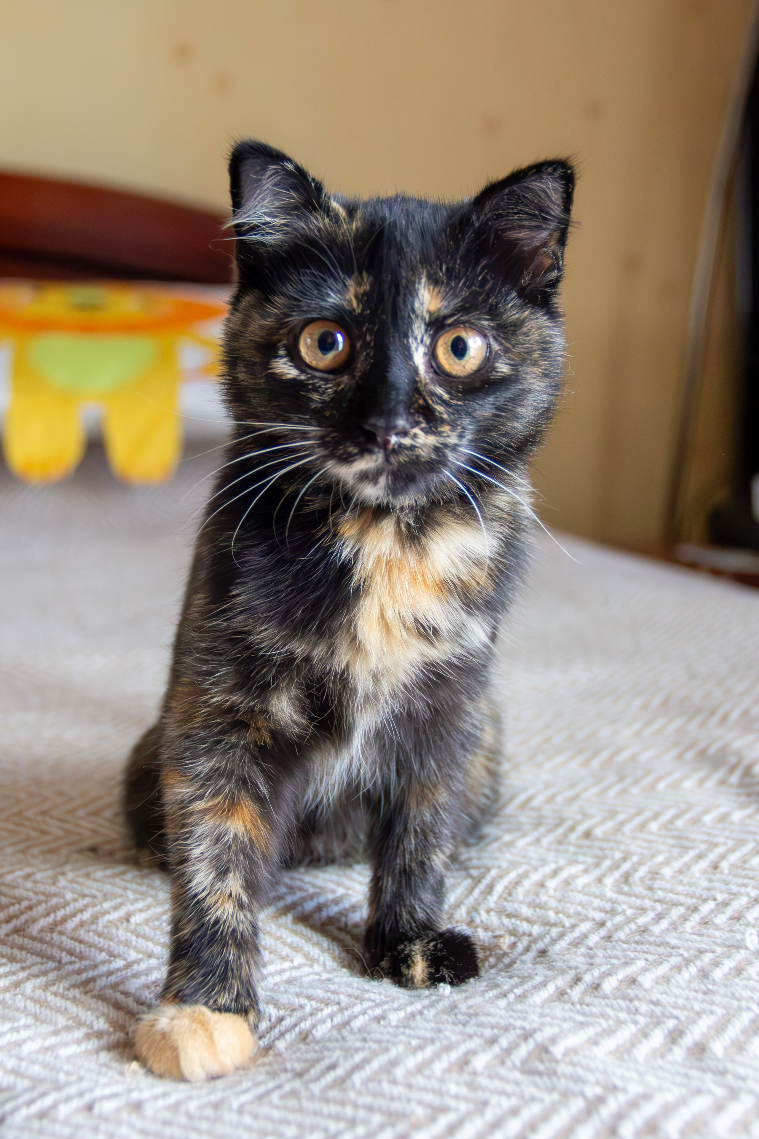 Котёнок Соня. Фотозаметки Лины Юговой | фотограф-анималист
