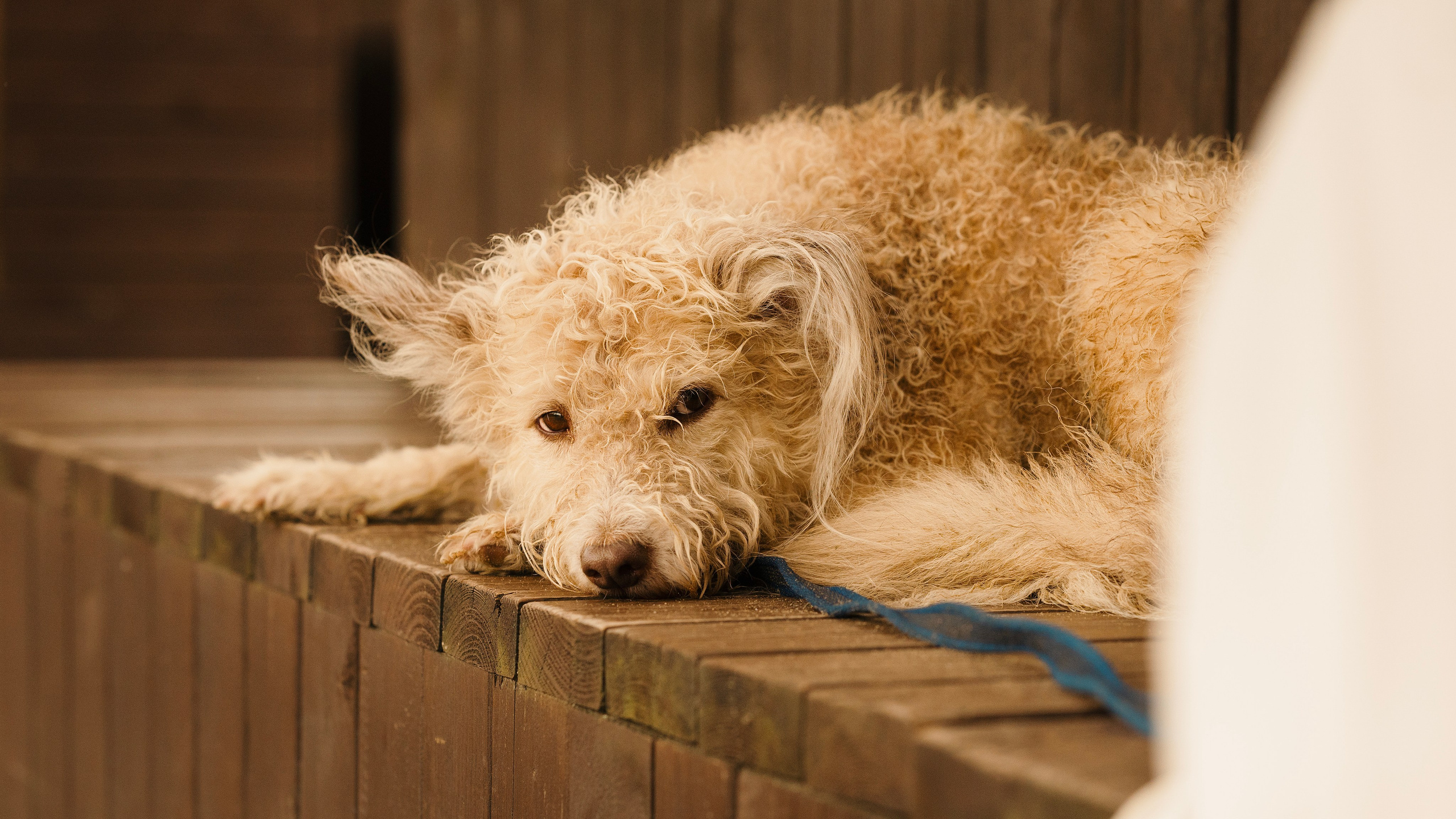 Акиро и Йоши. Фотограф- анималист Александра Матвеева