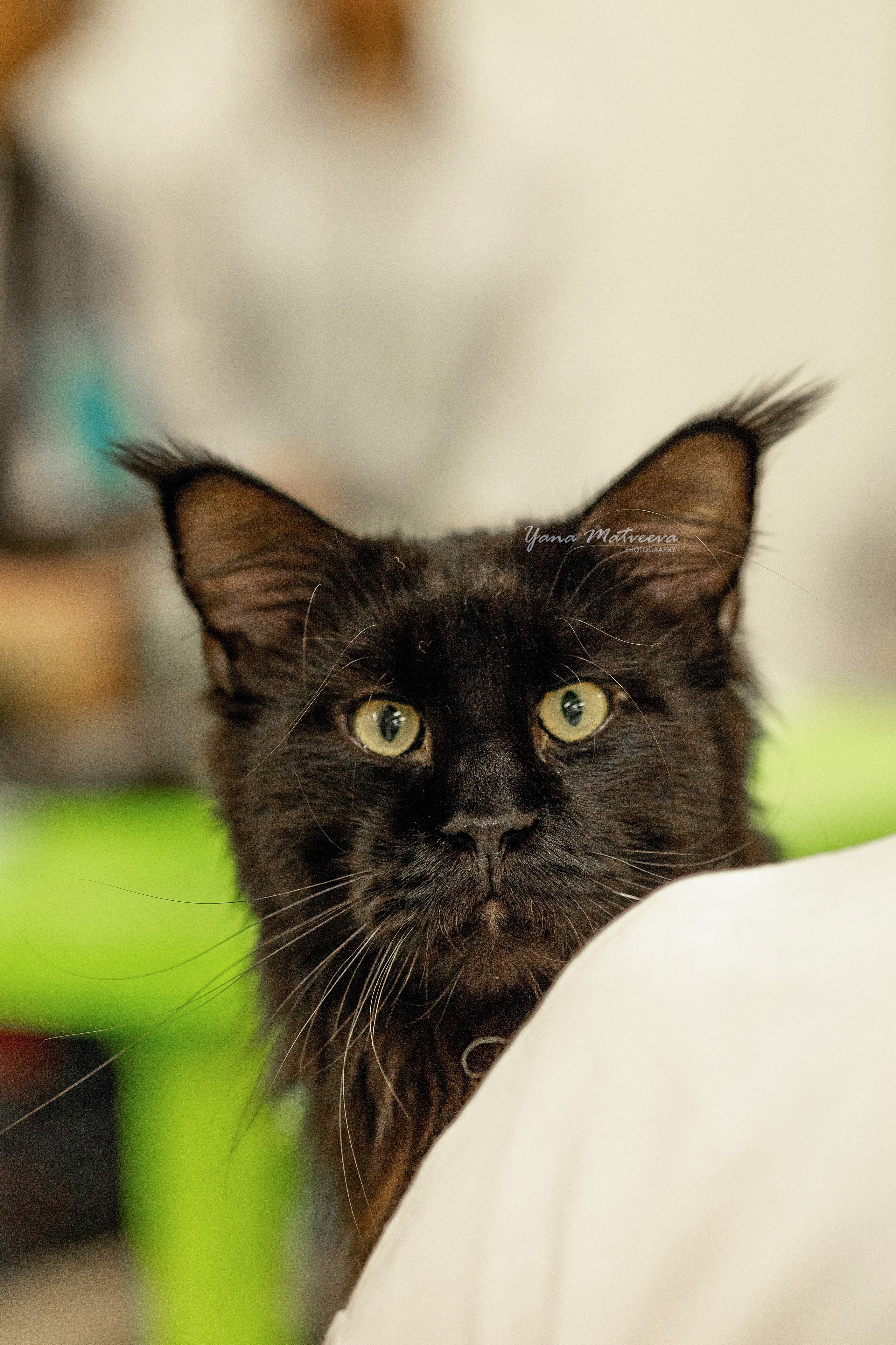 Кошки. Фотограф Яна Матвеева в Ижевске