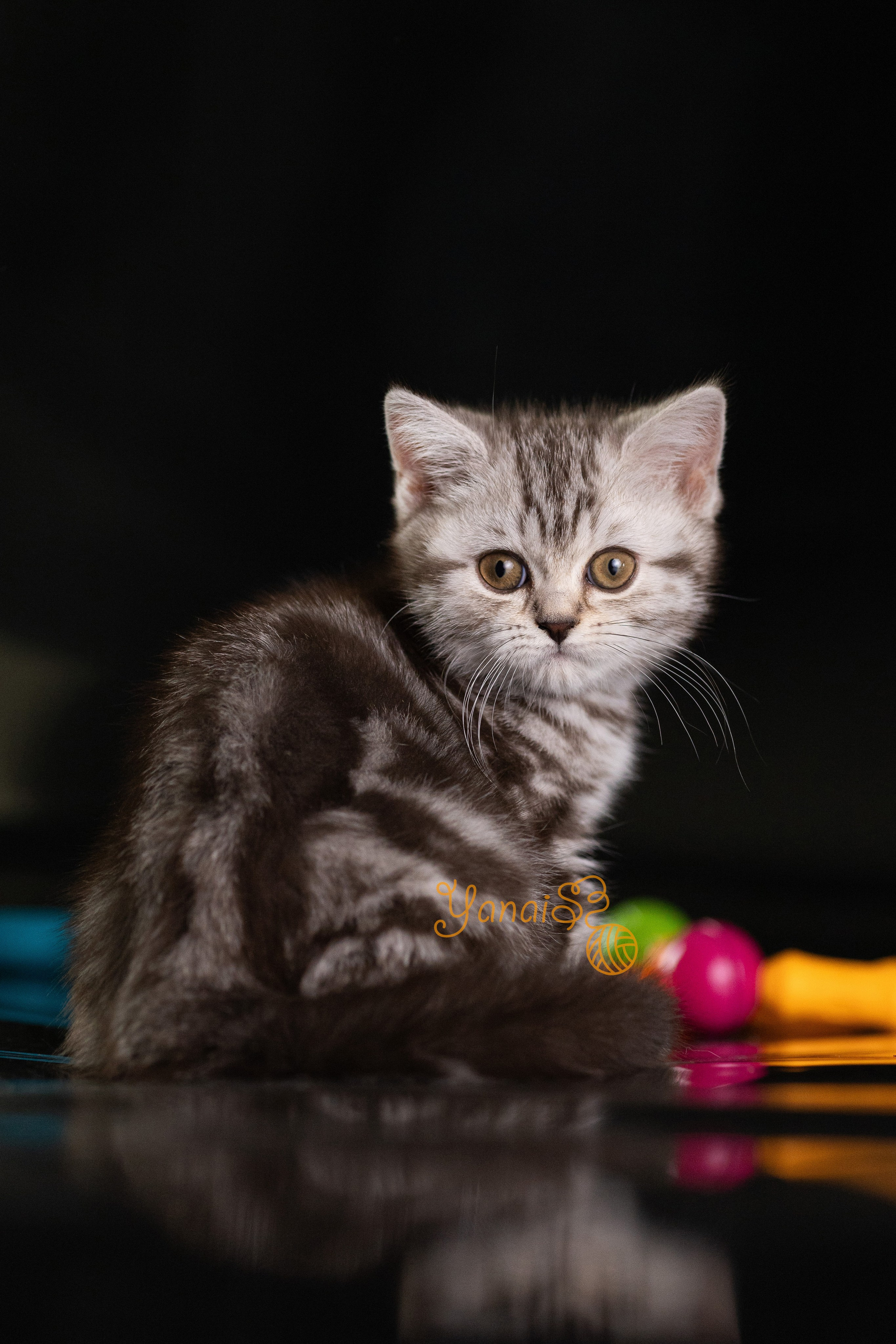 Котята. Фотограф Яна Матвеева в Ижевске