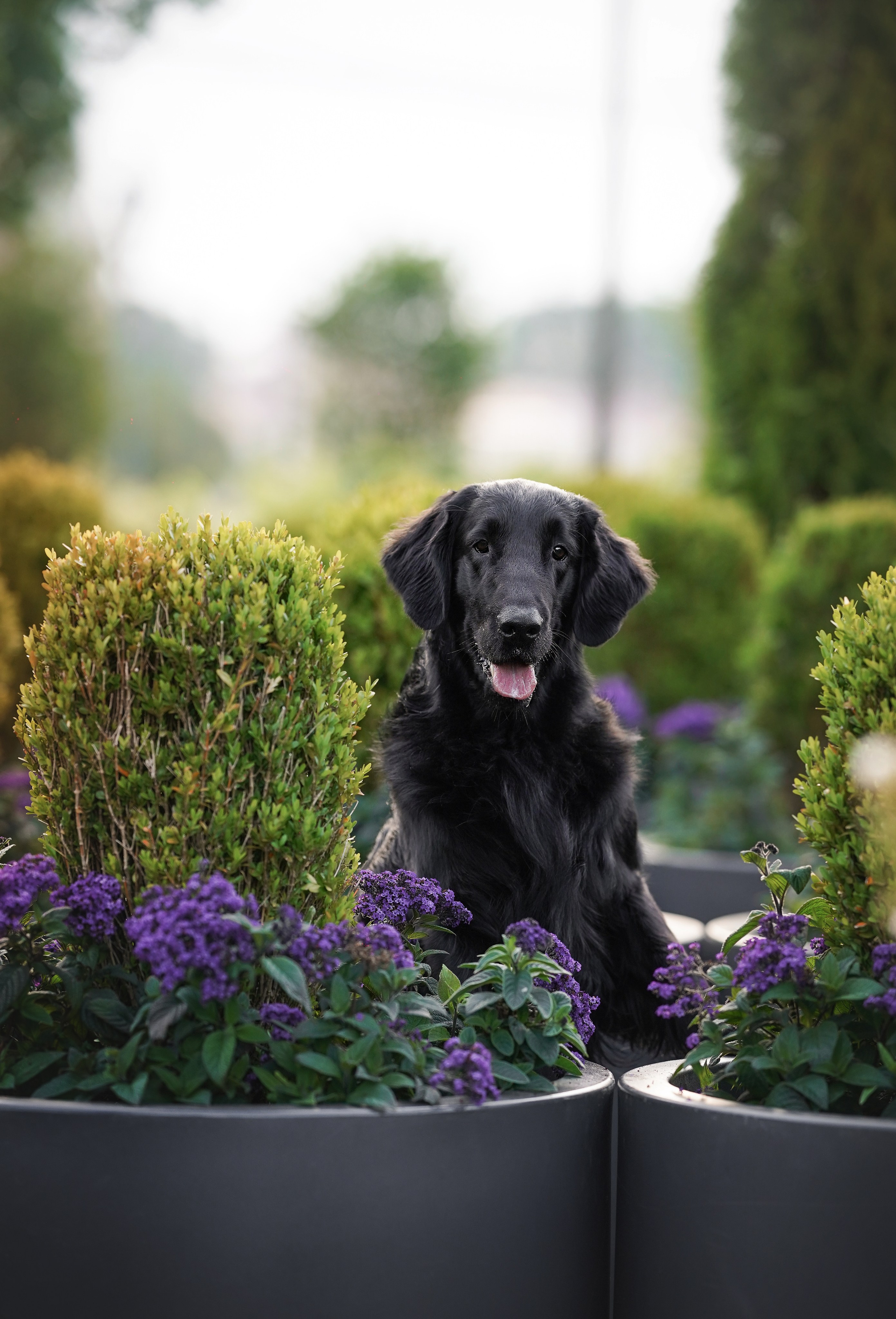 Анна и Мустик. Фотограф-анималист в Санкт-Петербурге Яна Мартынова