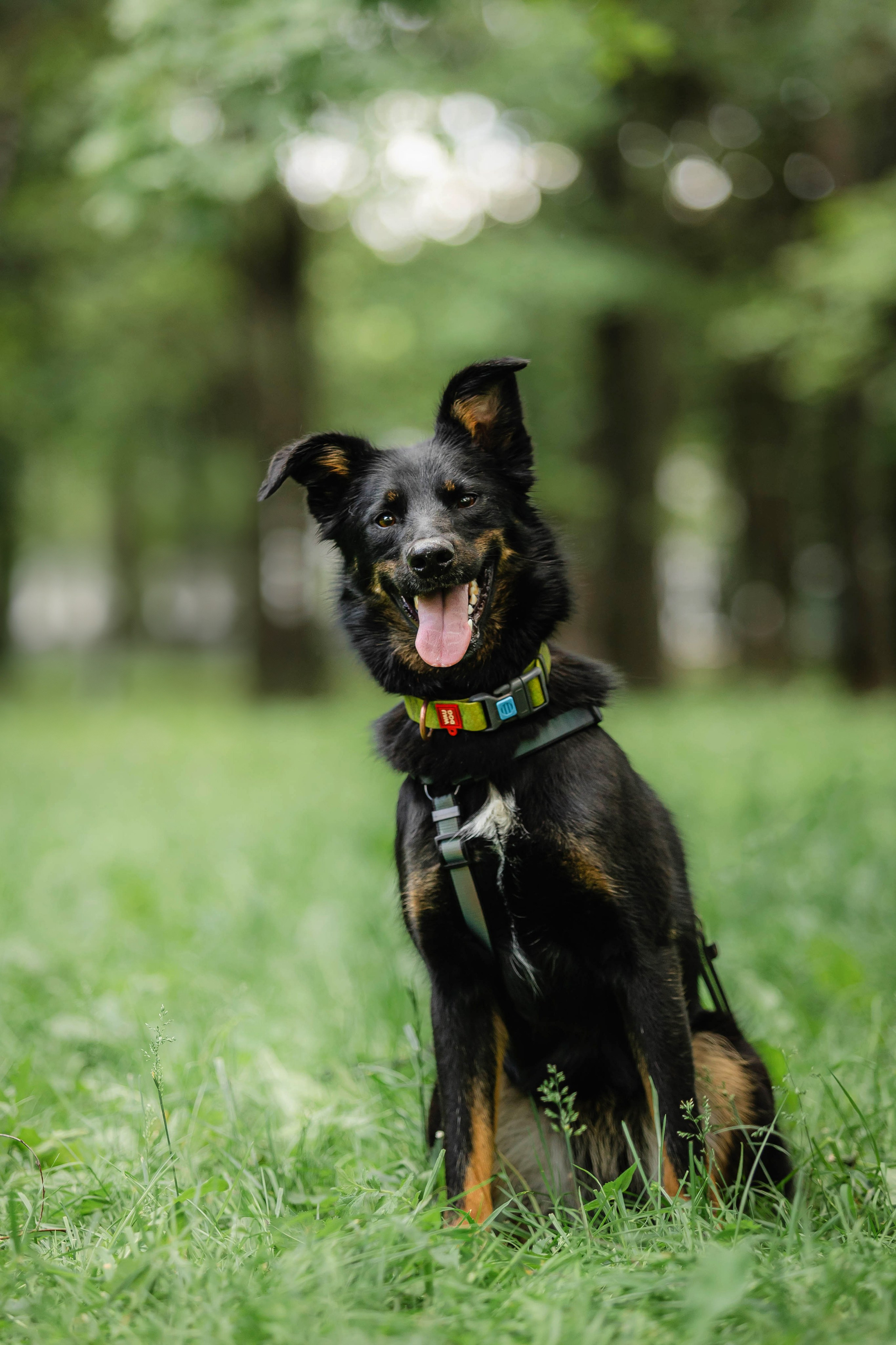 Как я выбираю, на какой объектив снимать животных?