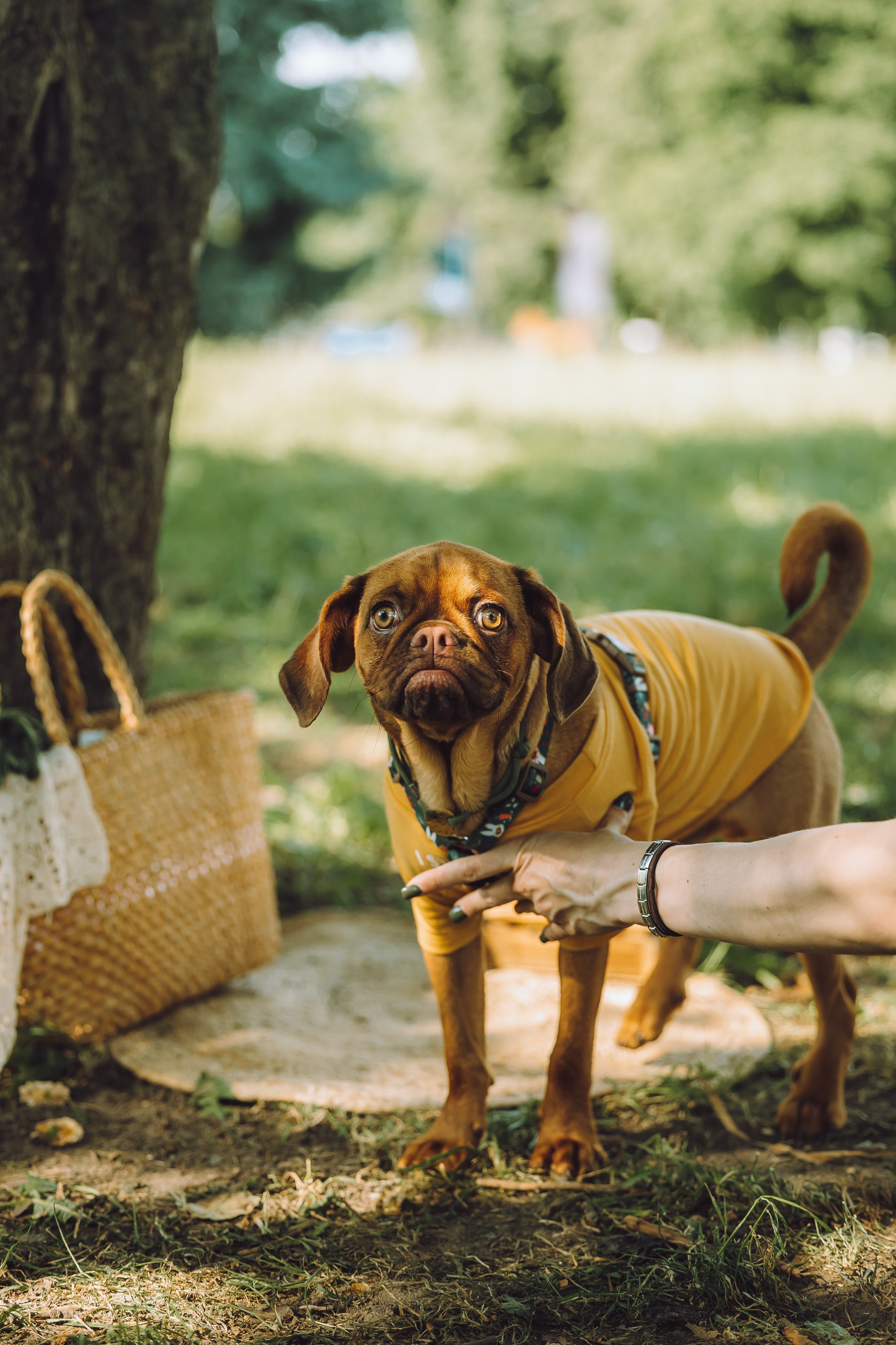 Griff-пикник. Семейный фотограф животных, анималист в Москве Екатерина Киреева