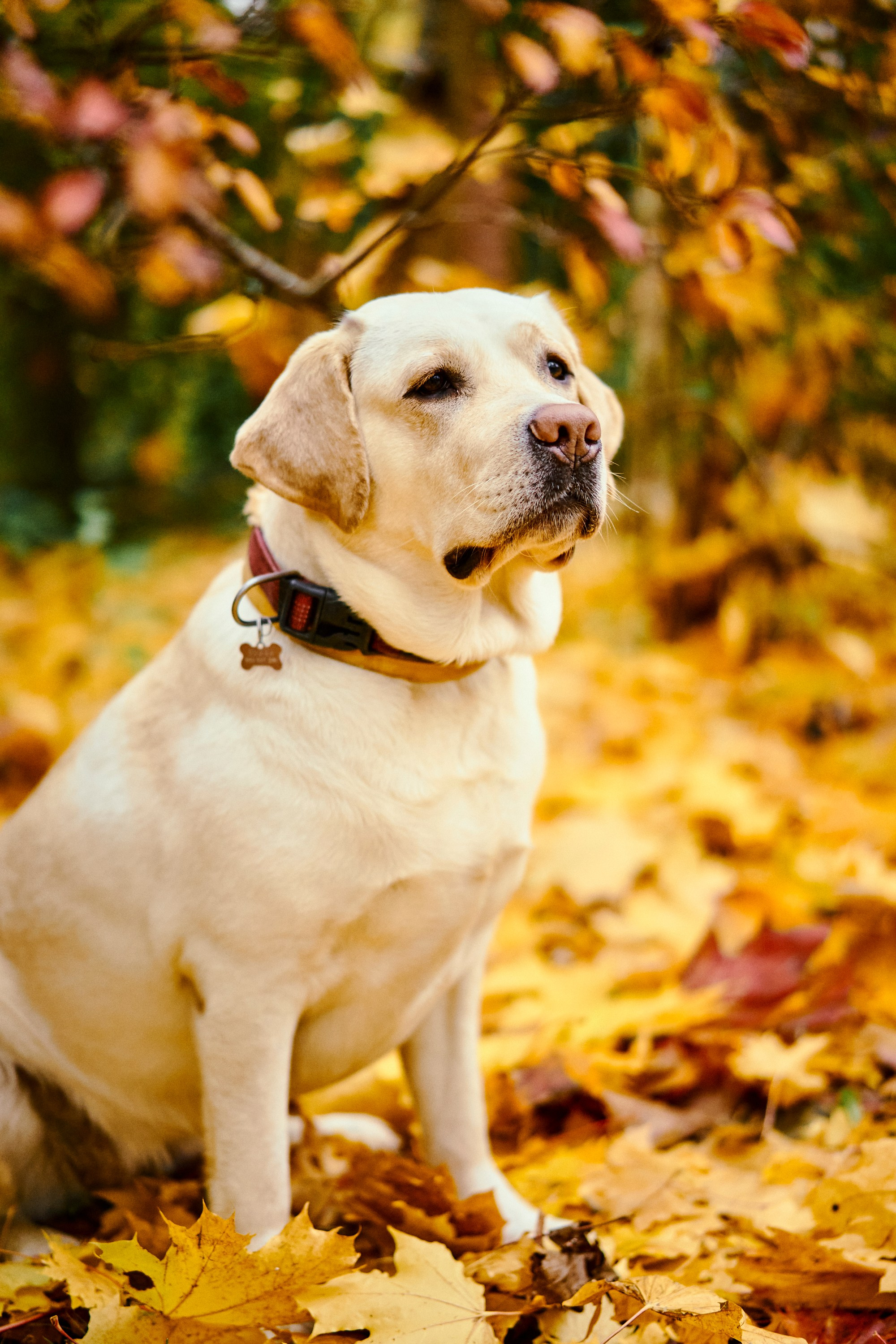 Bell and Black. Vutitsa