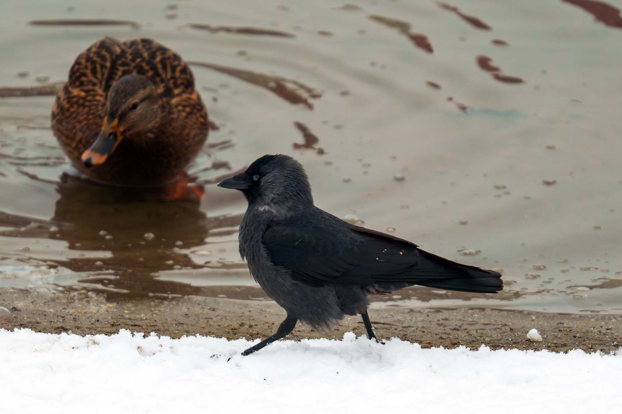 Удивительные мир птиц. Вокруг нас столько прекрасного — присмотритесь!. Ваш личный фотограф Марина Волкова