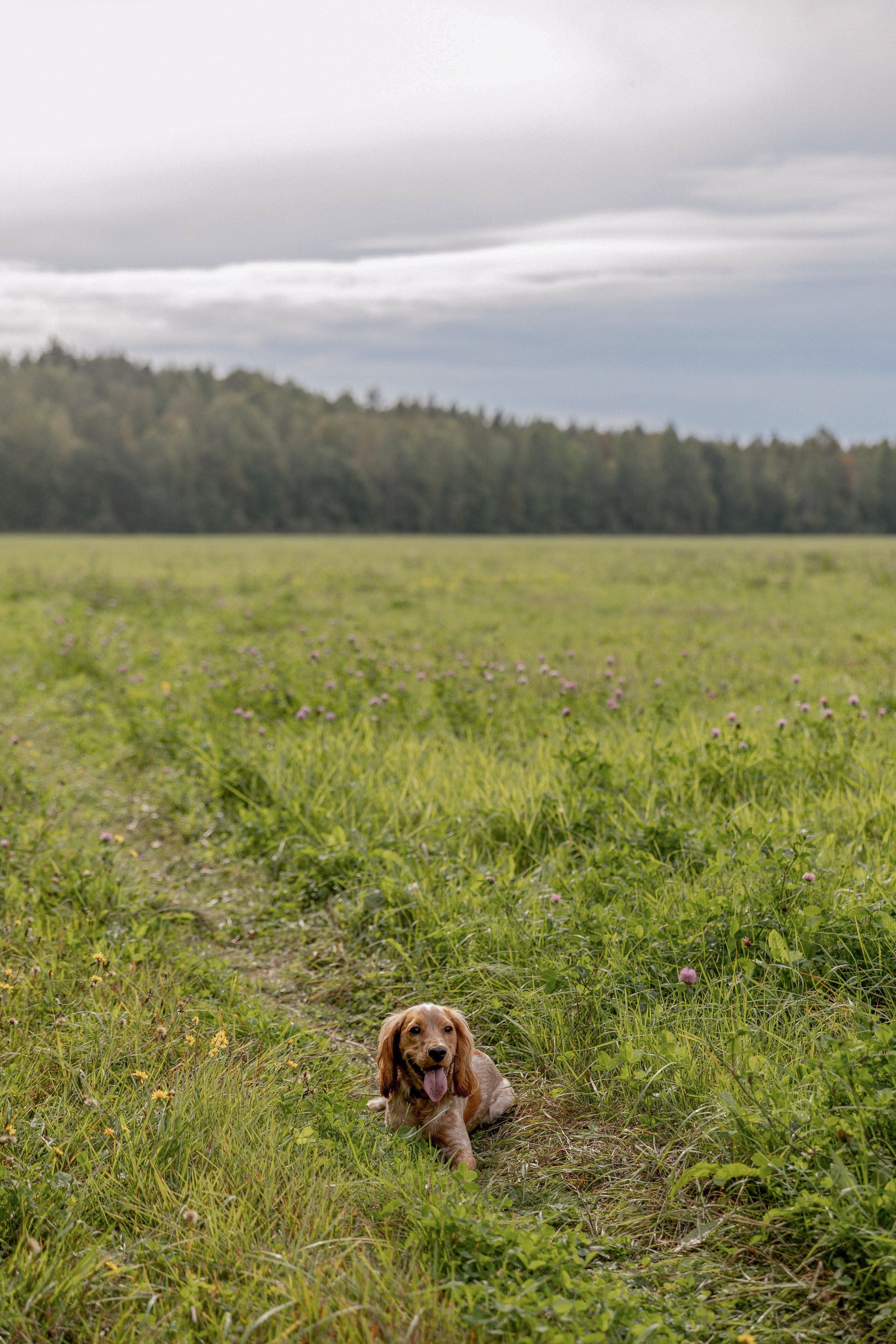 Лера. Свадебный и семейный фотограф в Карелии