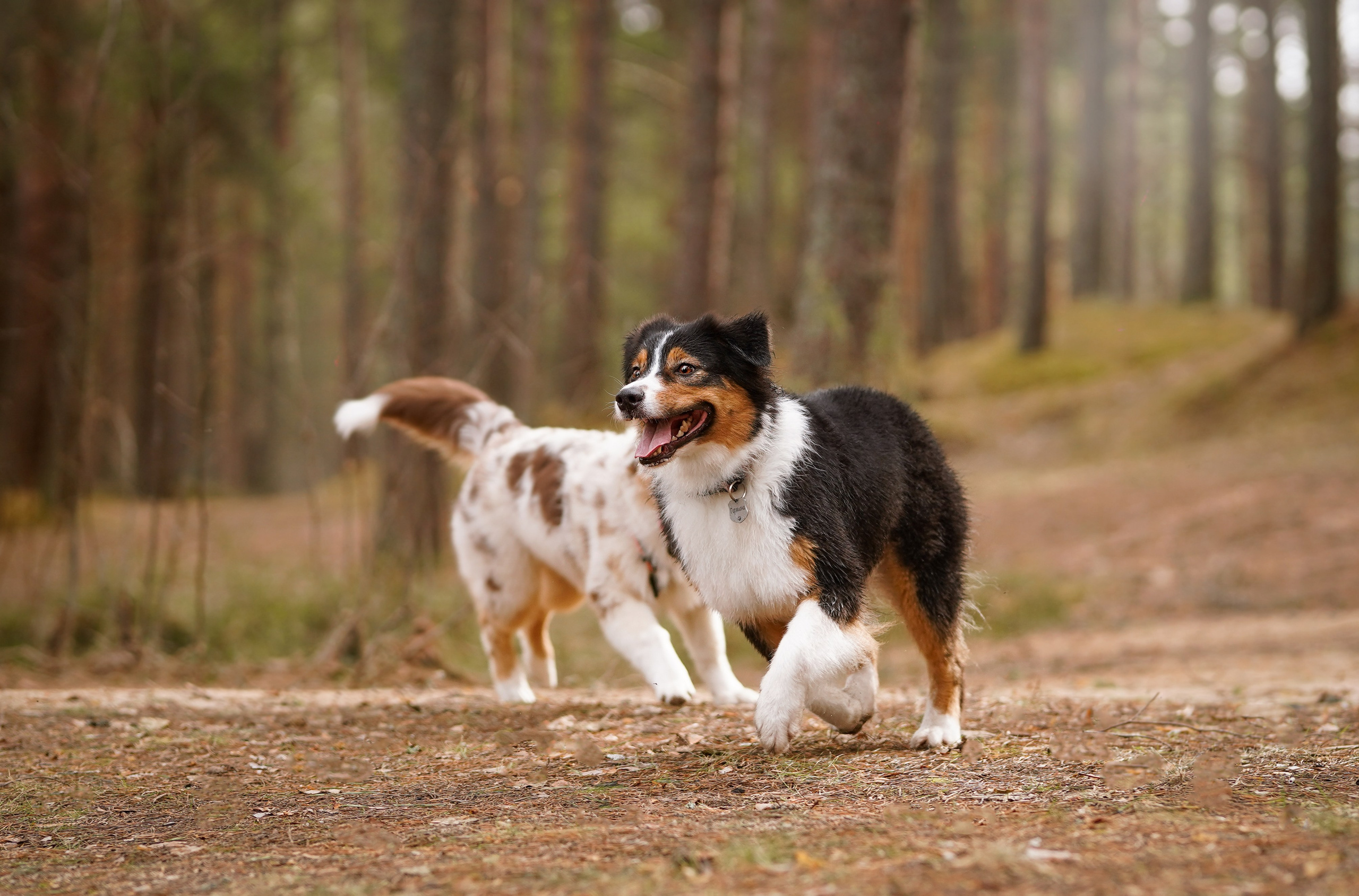 Аусси на Ладоге. Фотограф-анималист в Санкт-Петербурге Яна Мартынова