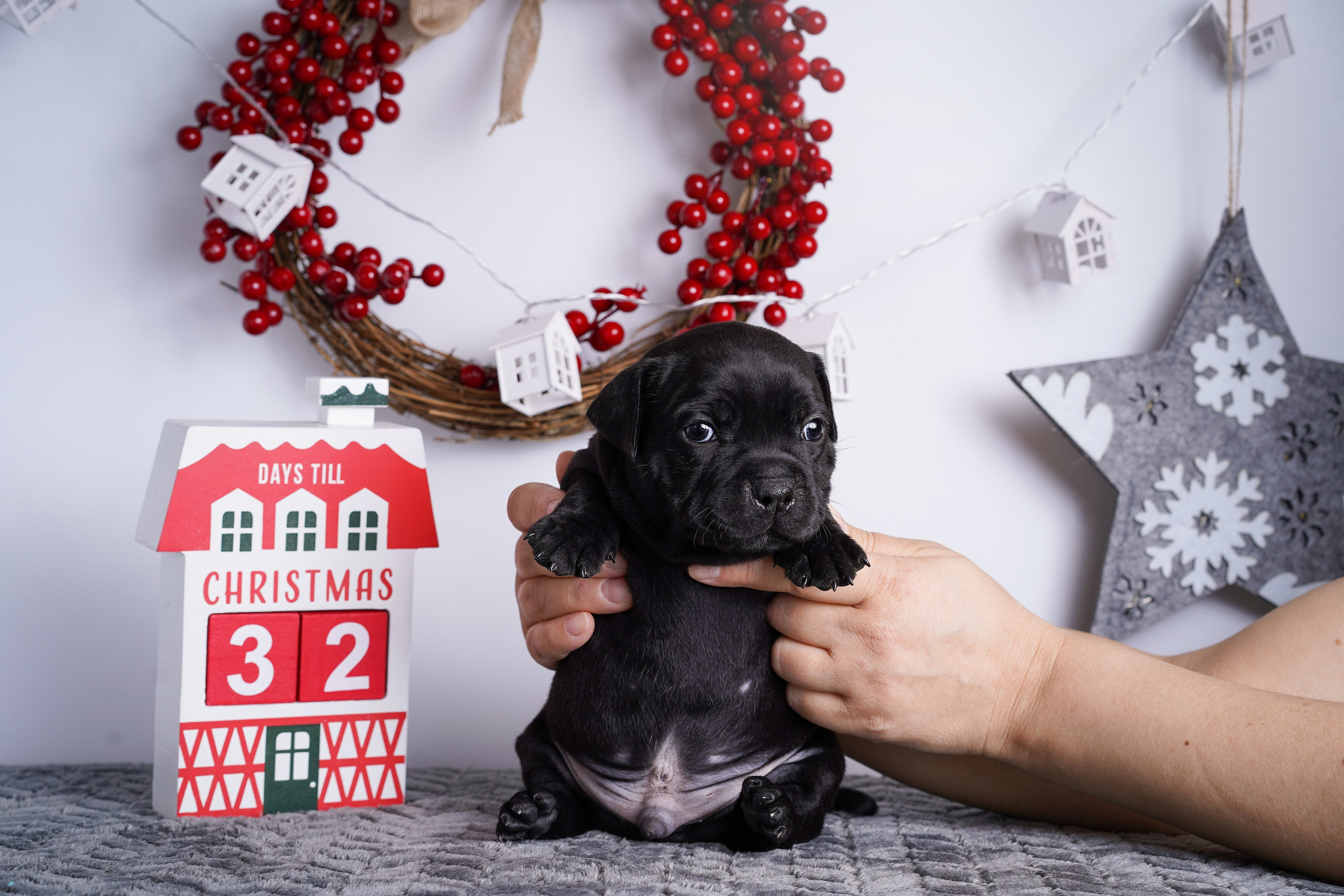 Щенки стаффи. Фотограф-анималист в Санкт-Петербурге Яна Мартынова