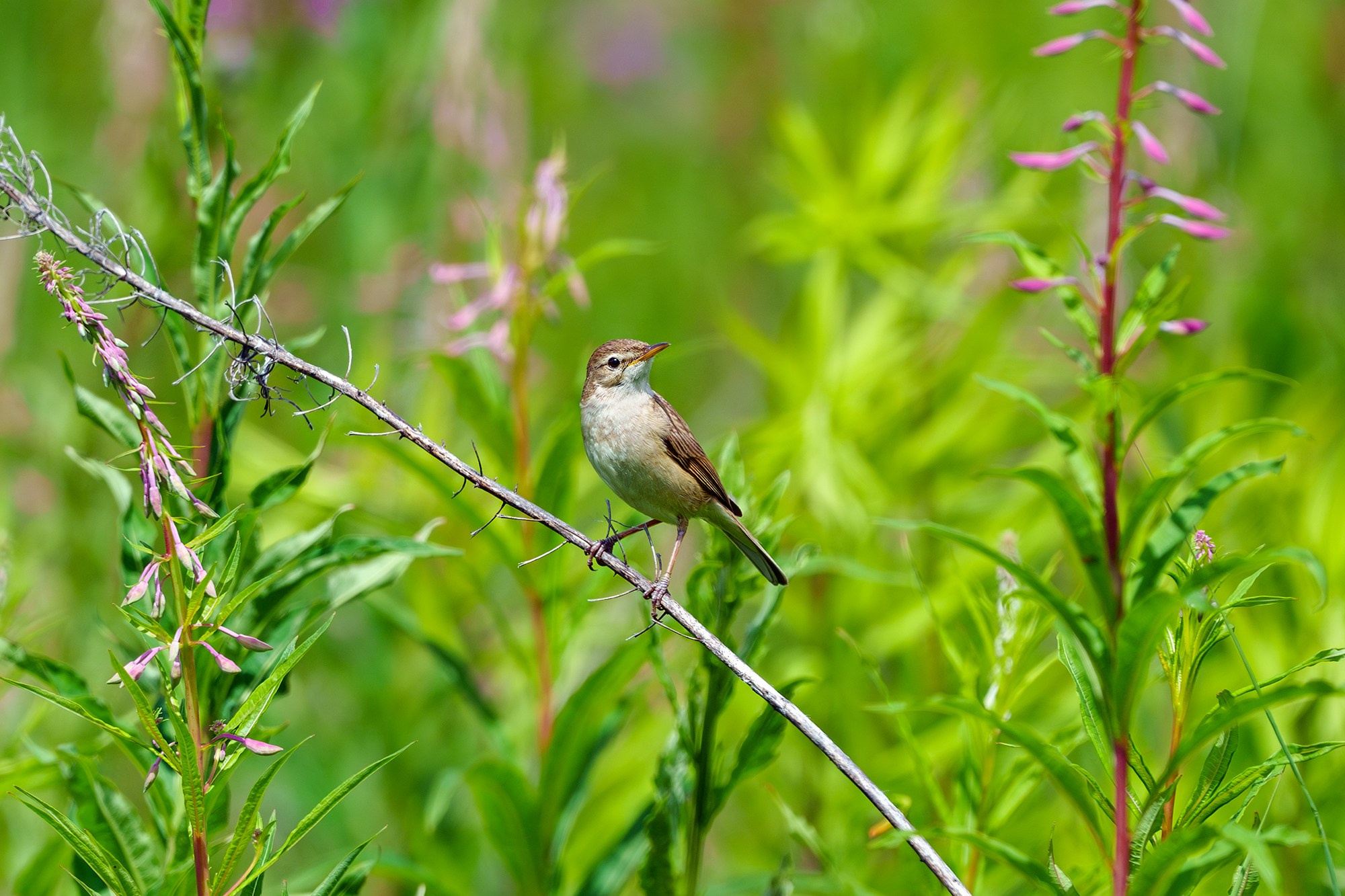Удивительные мир птиц. Вокруг нас столько прекрасного — присмотритесь!. Ваш личный фотограф Марина Волкова