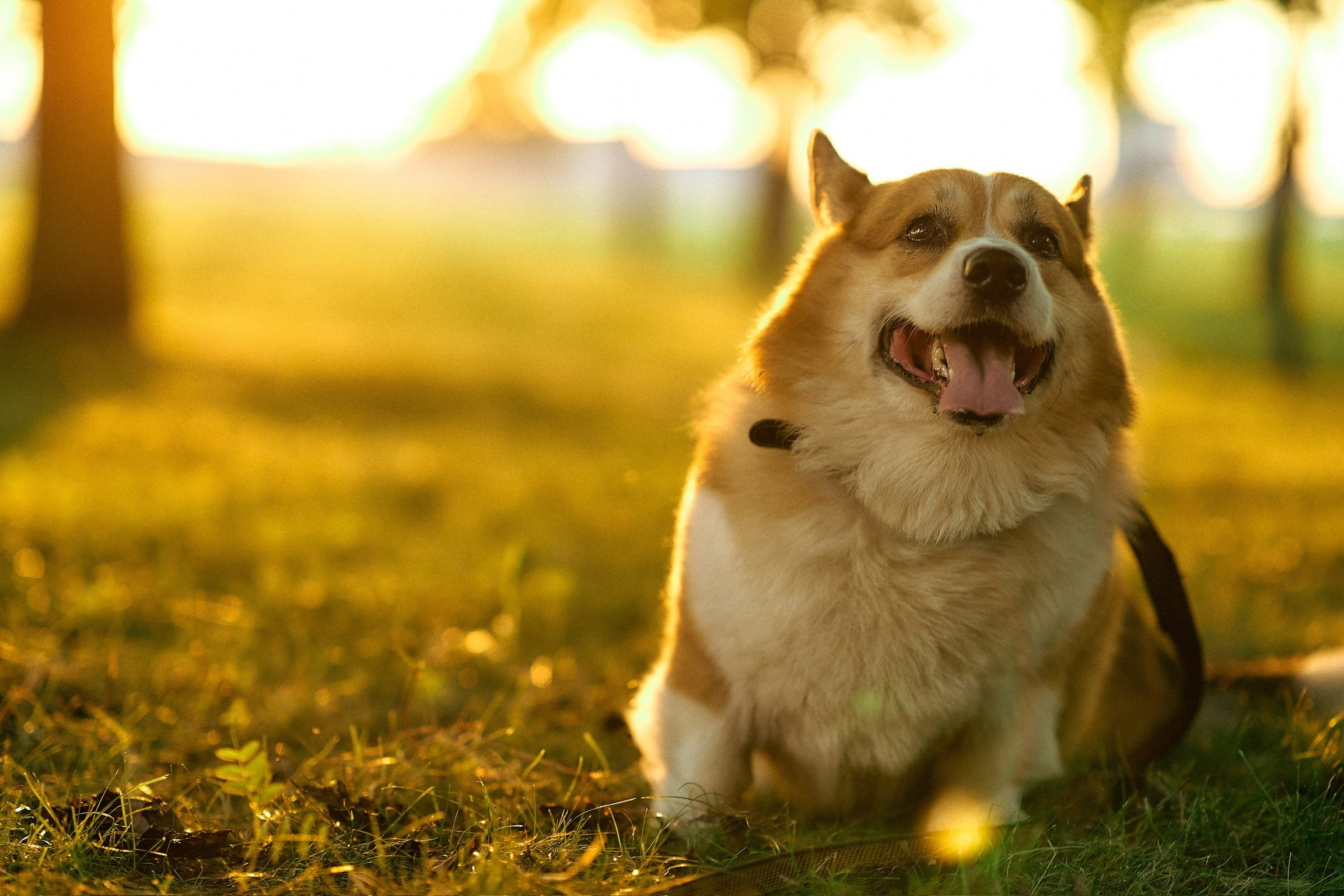 Корги фотограф спб