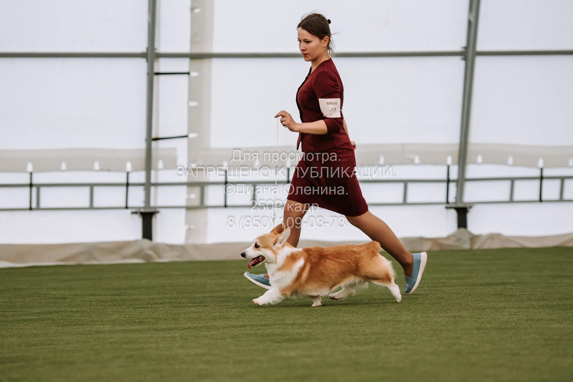 Выставка собак Красноярск 2.06. Фотограф Диана Оленина Красноярск / Братск