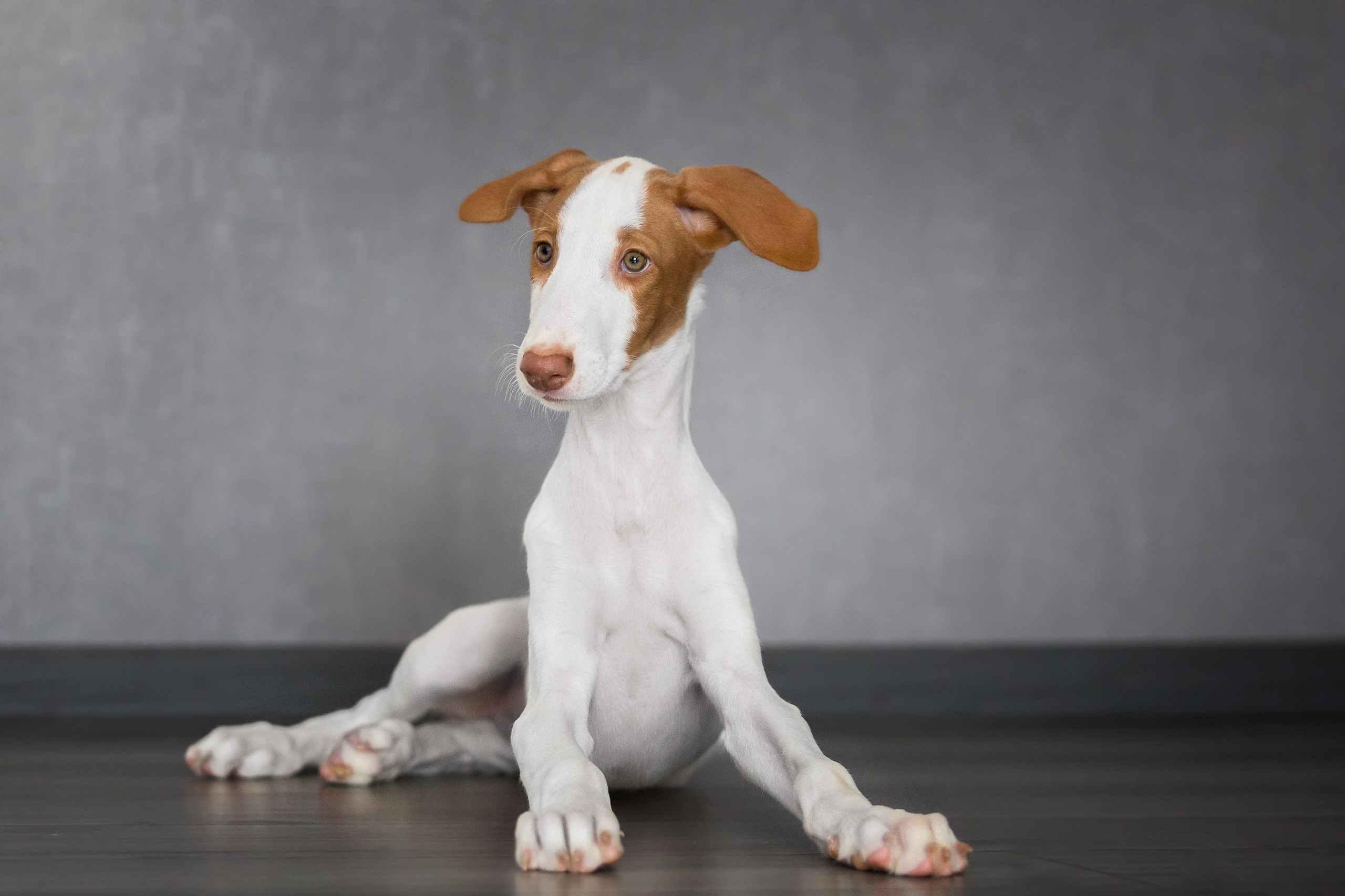 Поденко Ибиценко. Https://moshkovaphoto.ru/