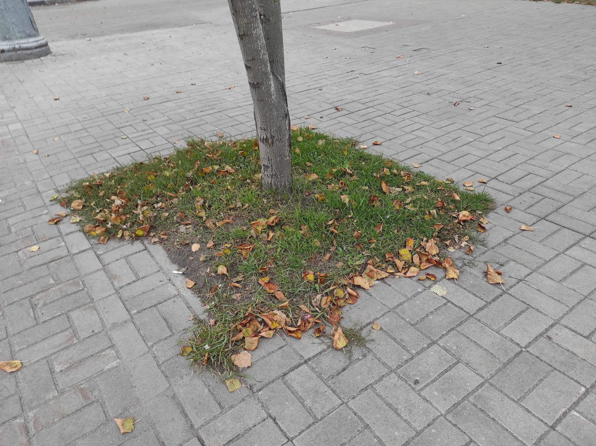 Дрейф. «ФотоСинтез»