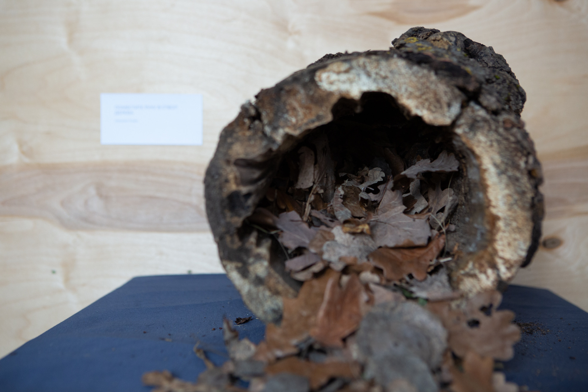 Природоведение. «ФотоСинтез»