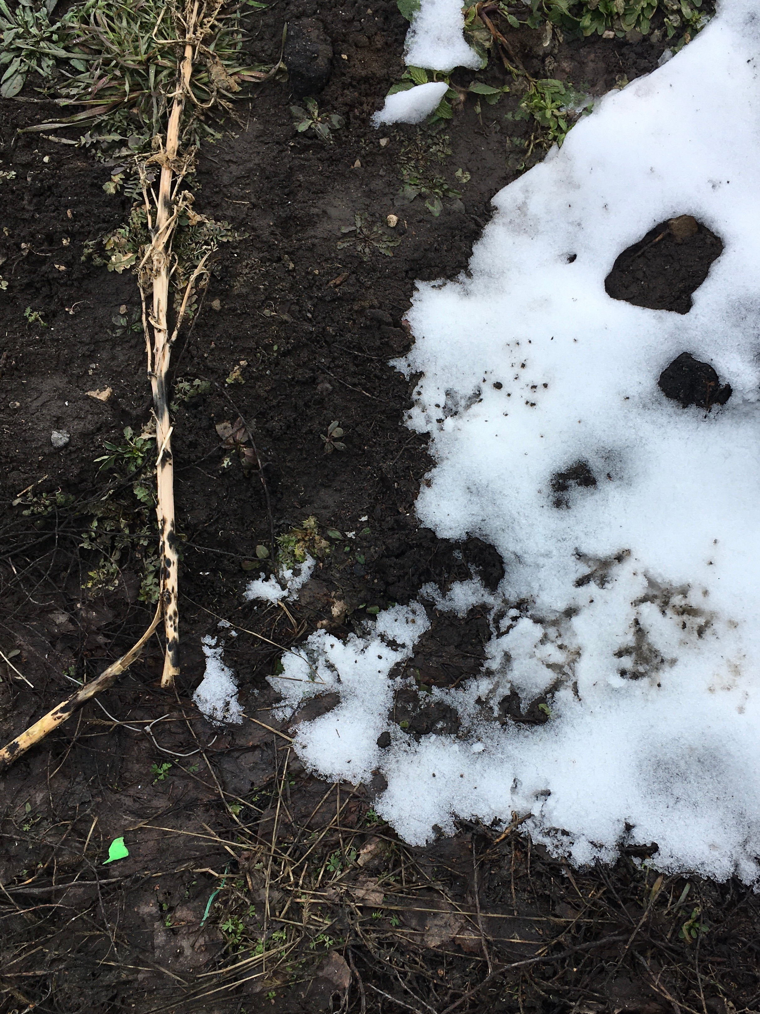 Природоведение. «ФотоСинтез»