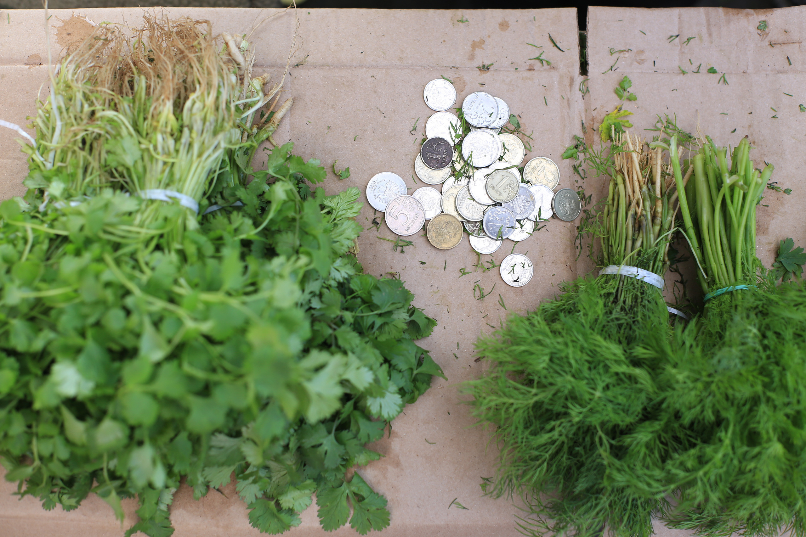 Природоведение. «ФотоСинтез»