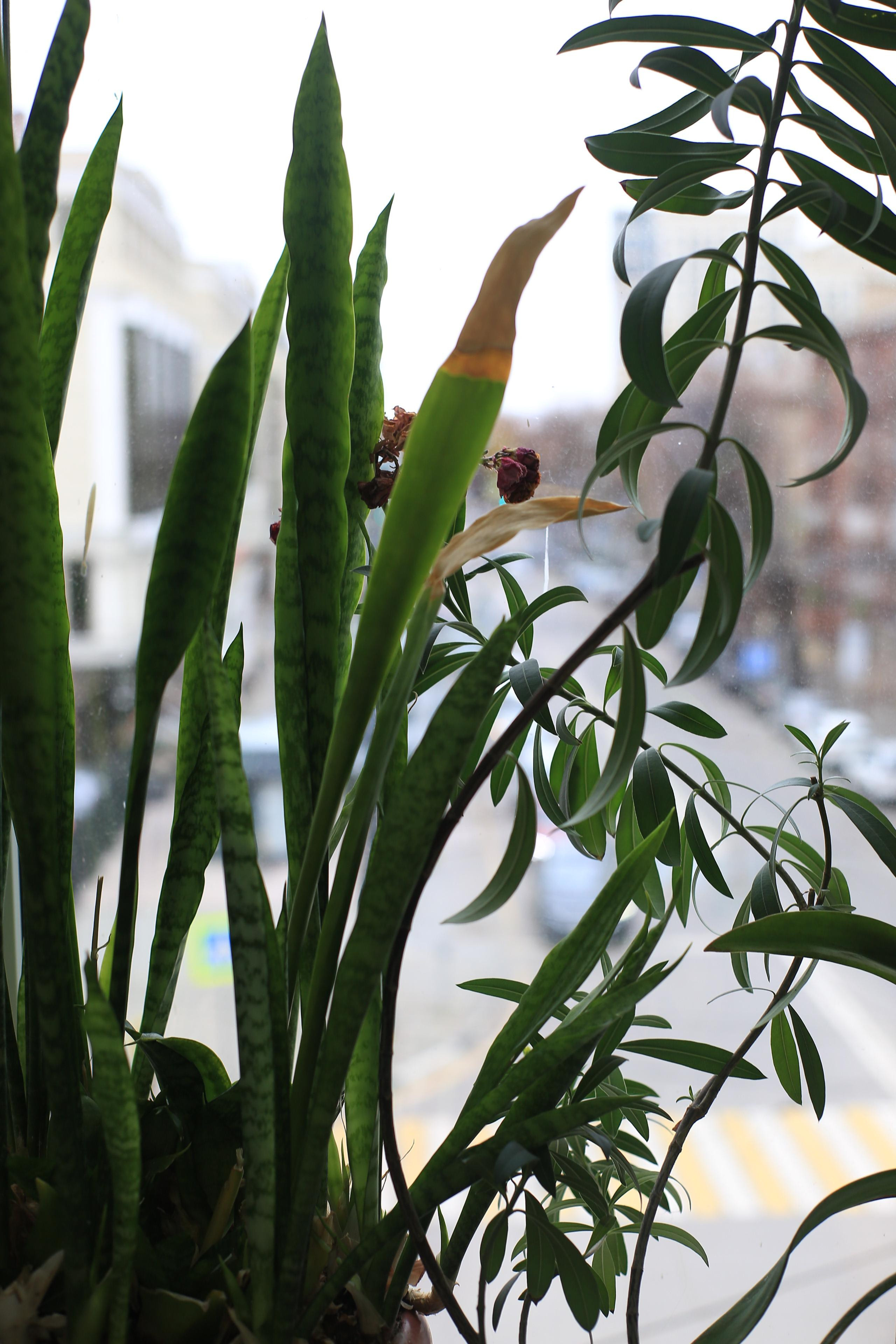 Природоведение. «ФотоСинтез»