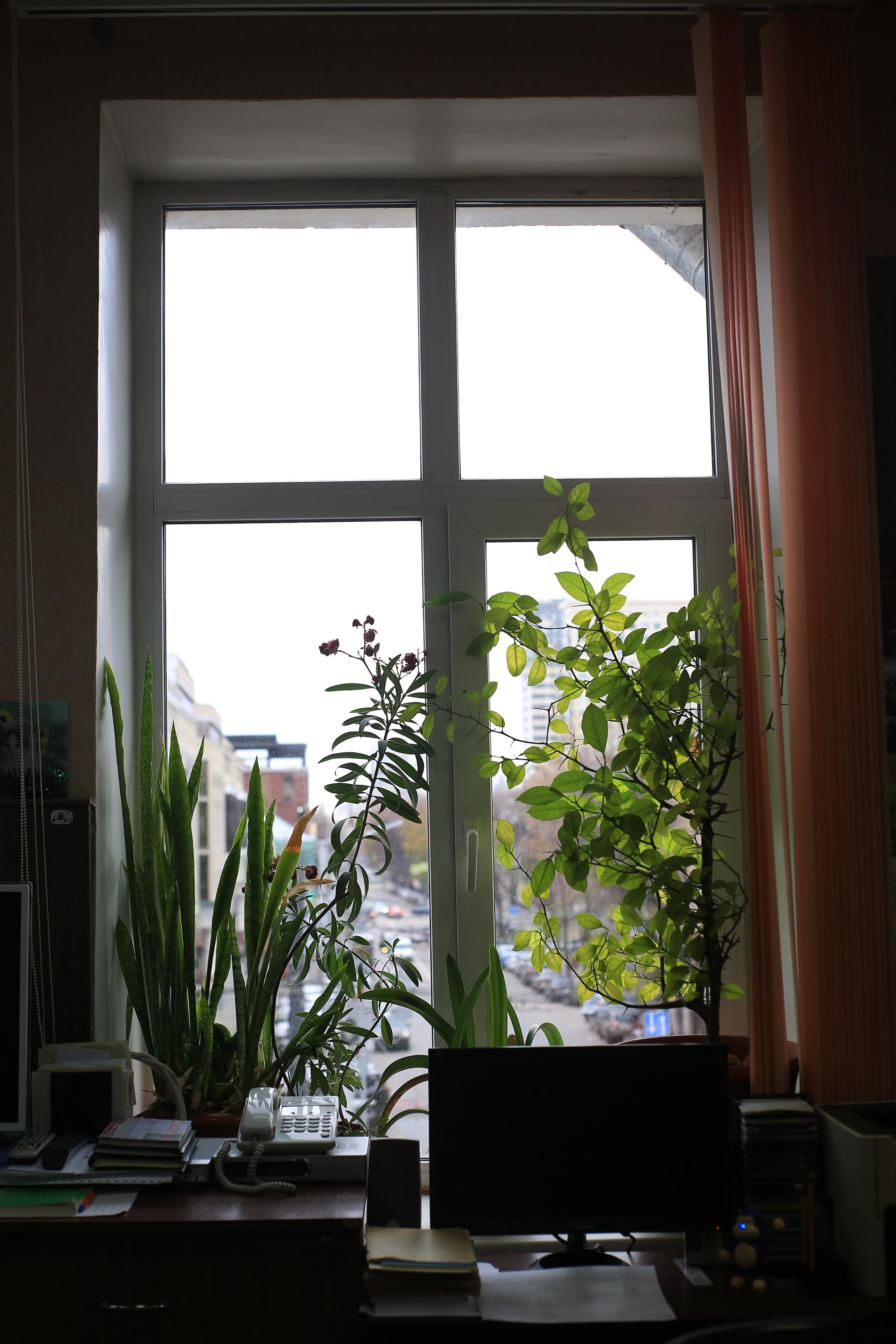 Природоведение. «ФотоСинтез»