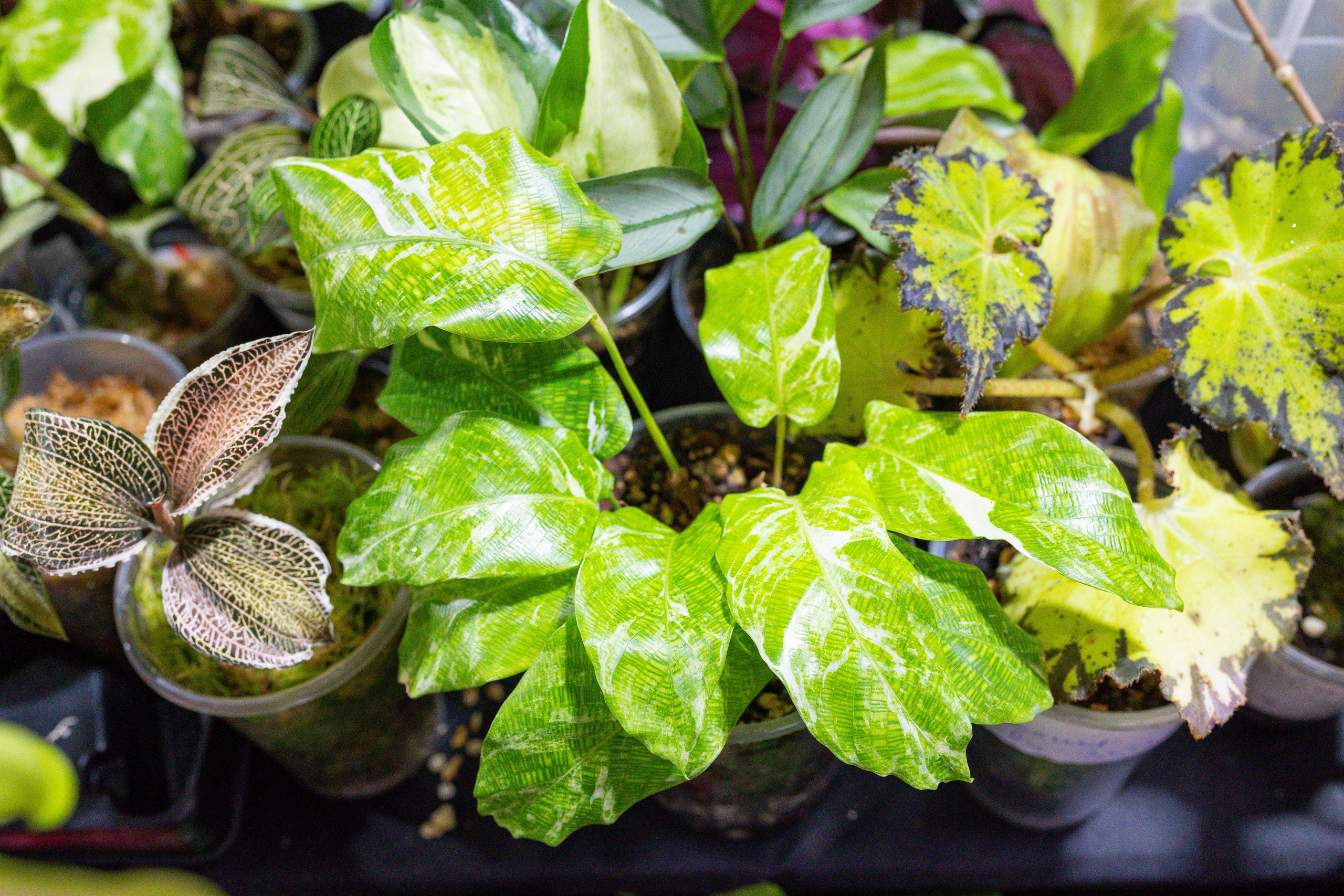 Монстериум 11–12 октября. Александра Куликова фотограф, Москва