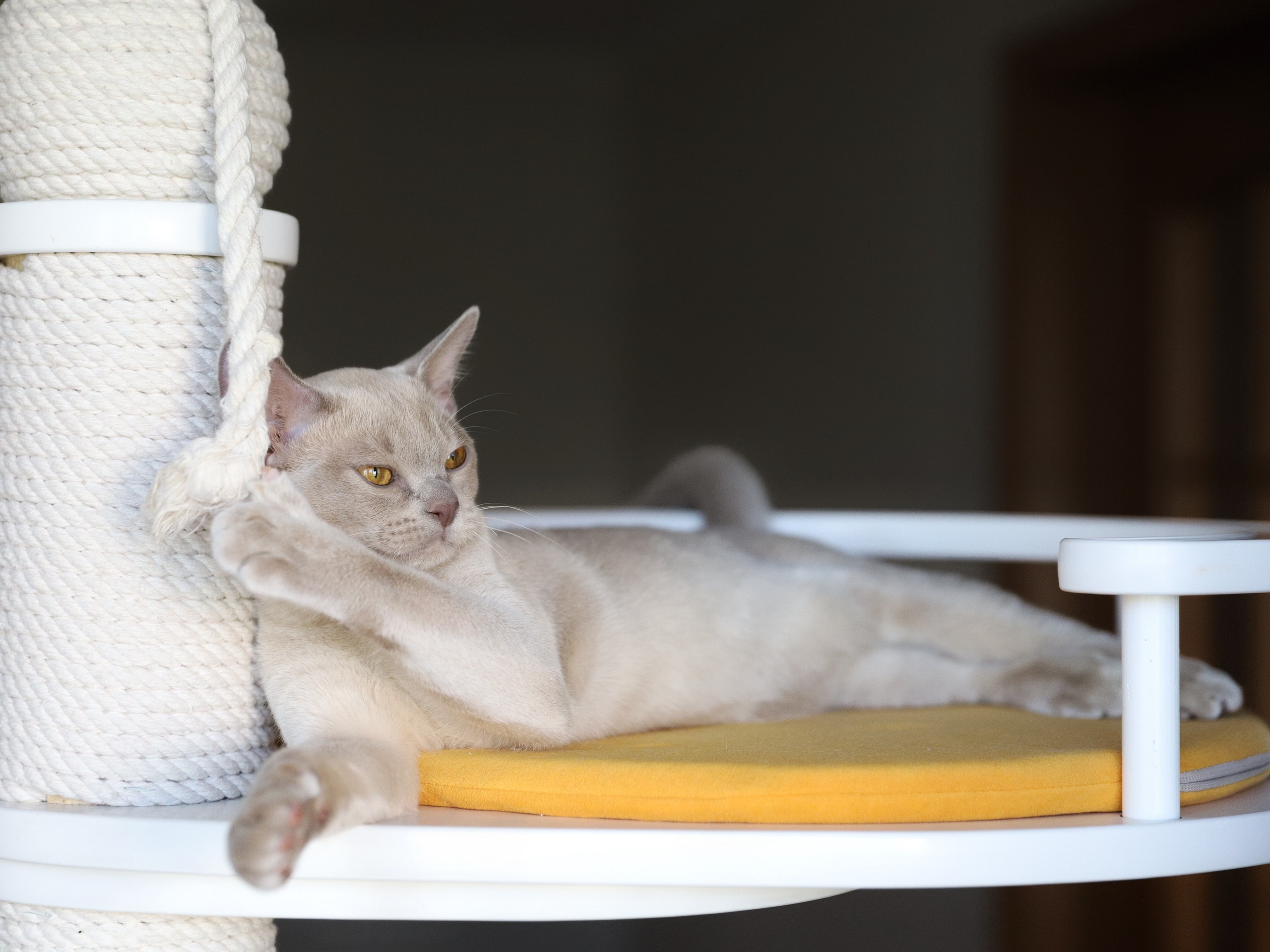 В. Cash (Саранск). Питомник «Bouncy Life»