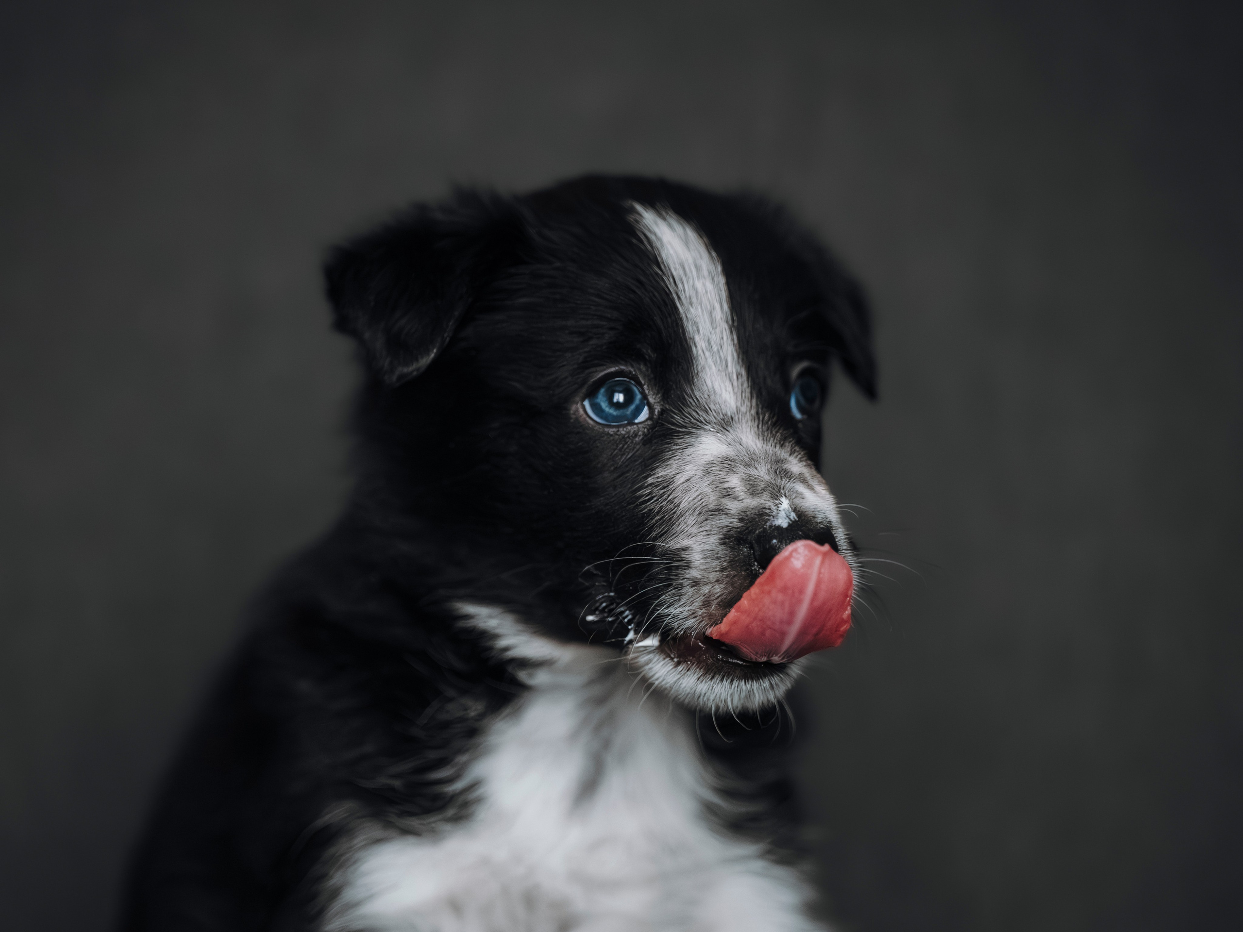Бордер колли. Семейный фотограф анималист Ананьева Мария — Москва