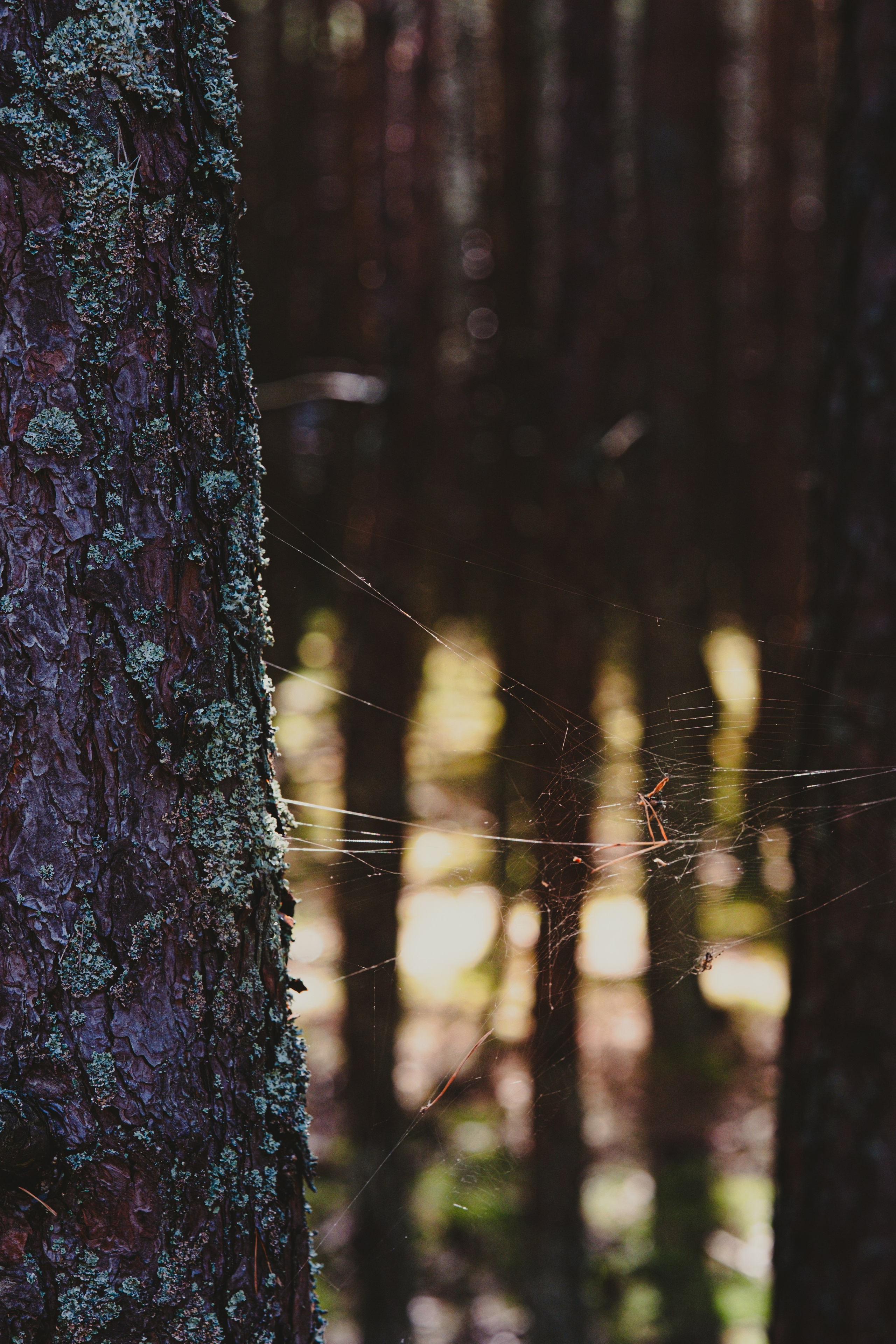 Чем дальше в лес. KRUTOVA_фотографирую жизнь