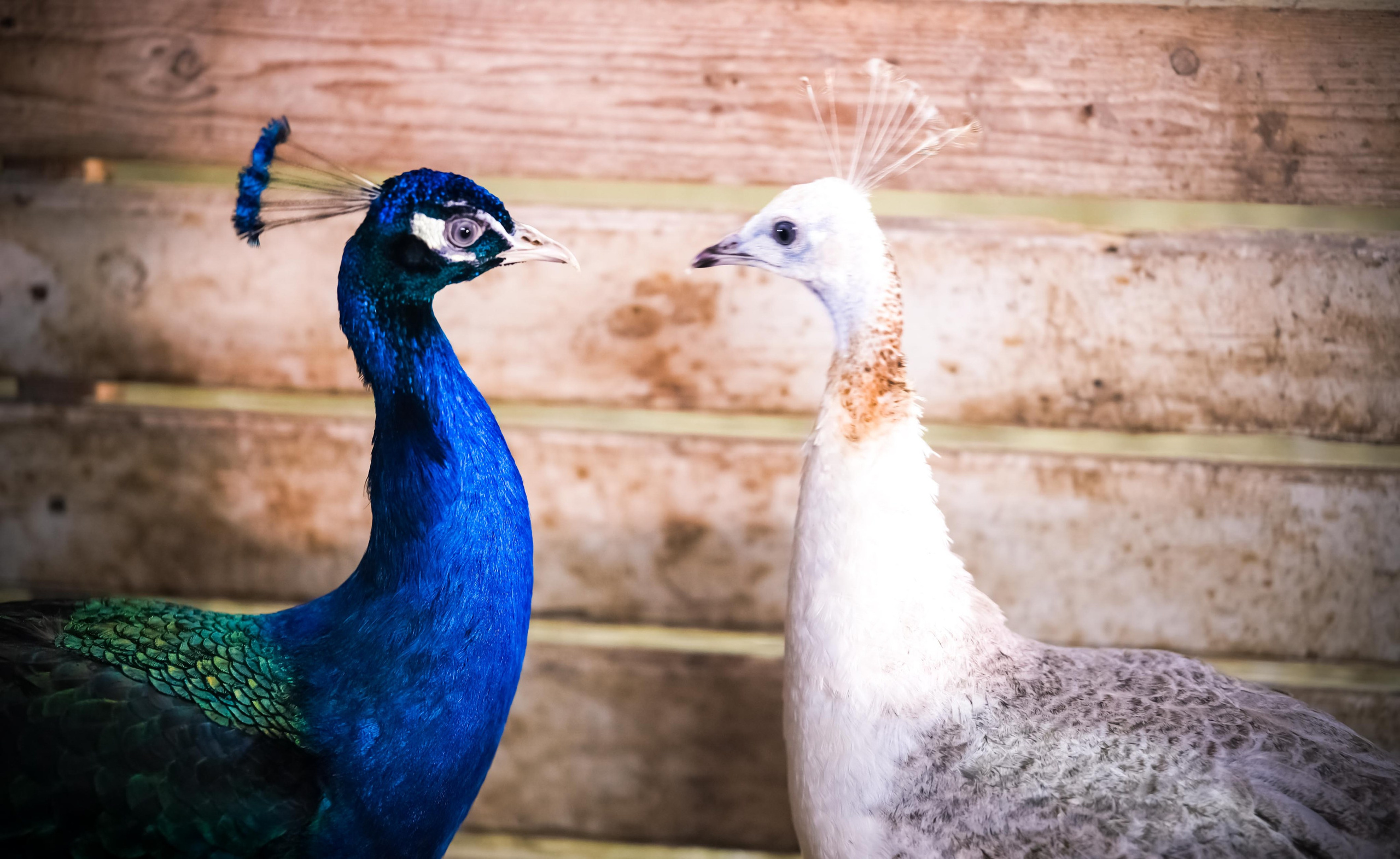 Животные и птицы. KRUTOVA_фотографирую жизнь