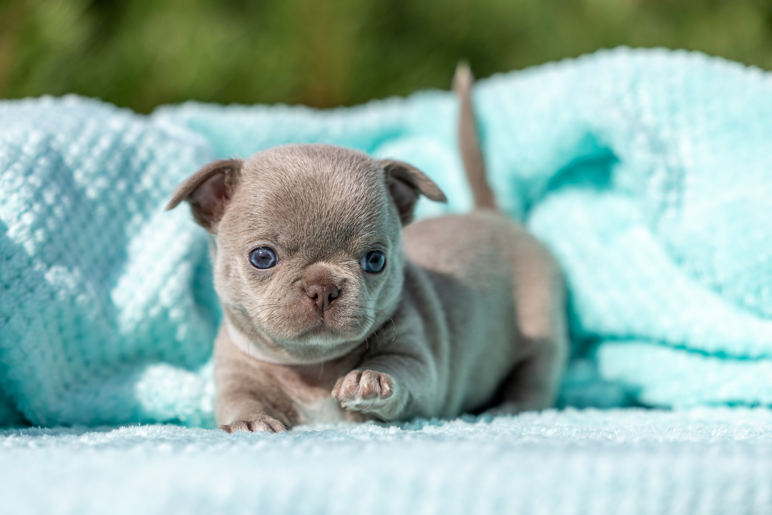 Щенки. Фотограф Яна Матвеева в Ижевске