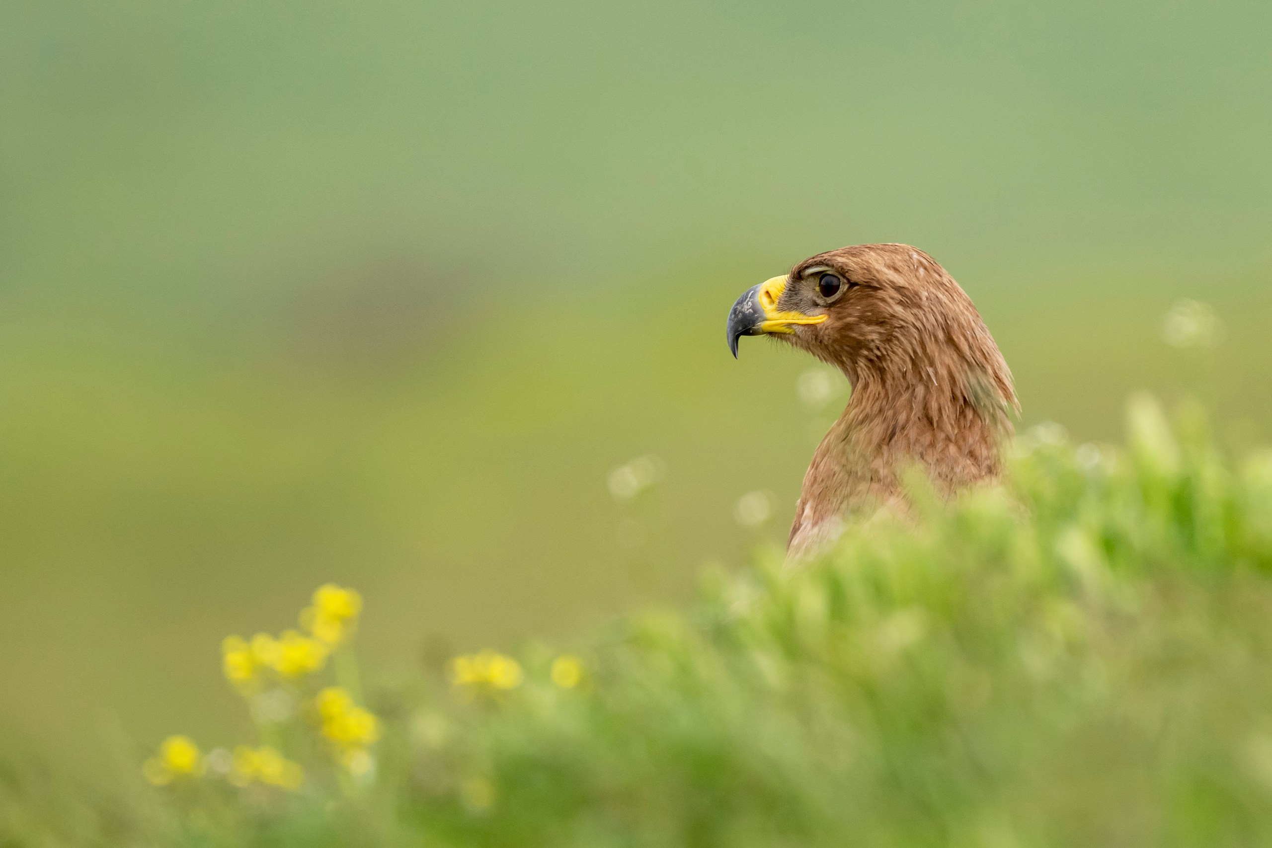 Дикая природа Дагестана. Май 2025 г. Foto-Zuev фотография как искусство