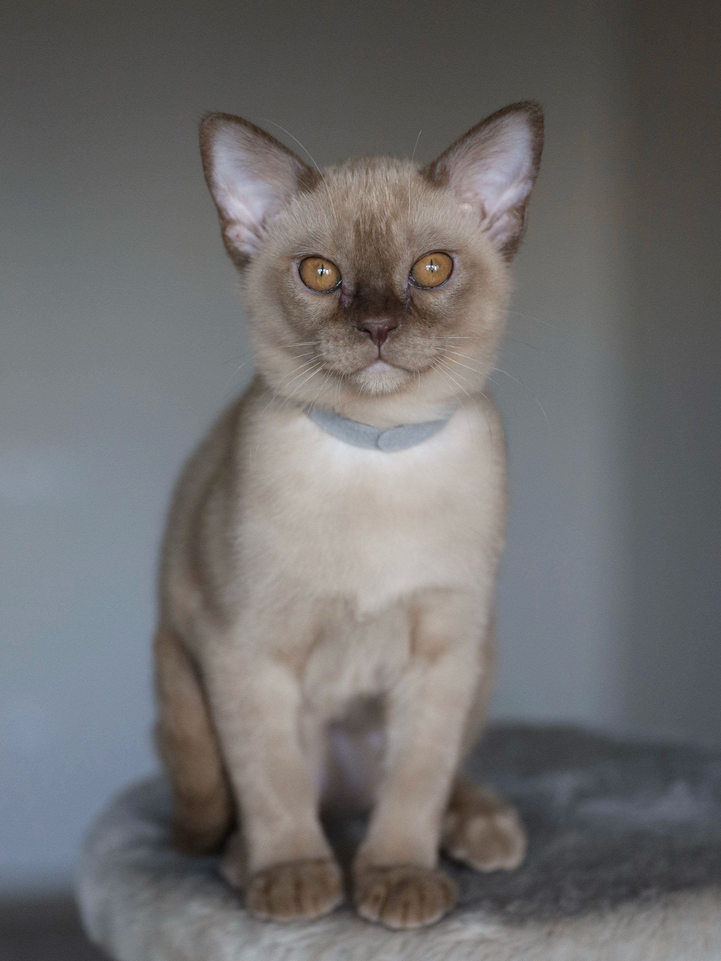 Caesar. Питомник «Bouncy Life»