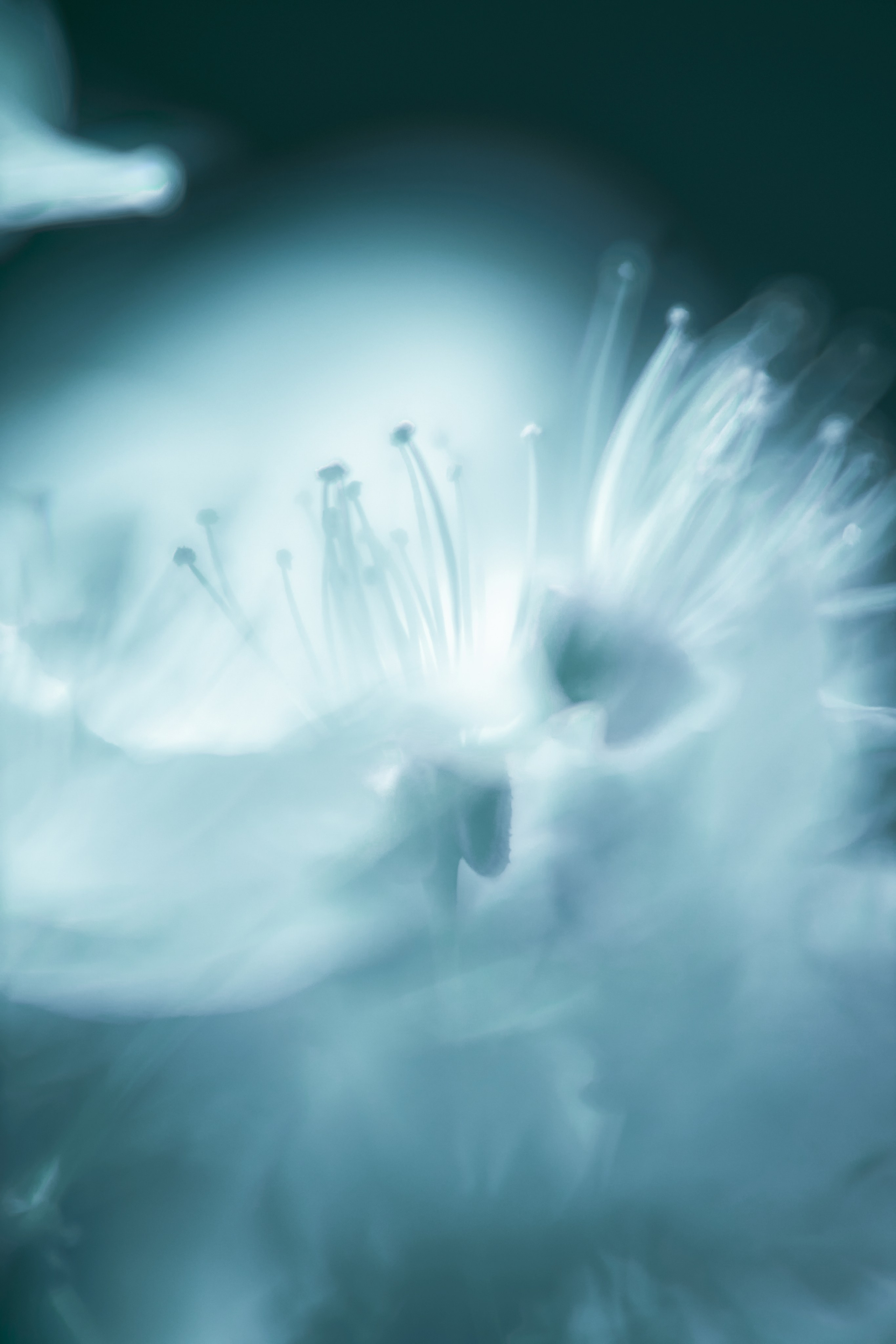 Макро-абстракция «Эфемерность» | Лимитированная серия. Sandra Marselly | Абстрактная Макро-Фотография