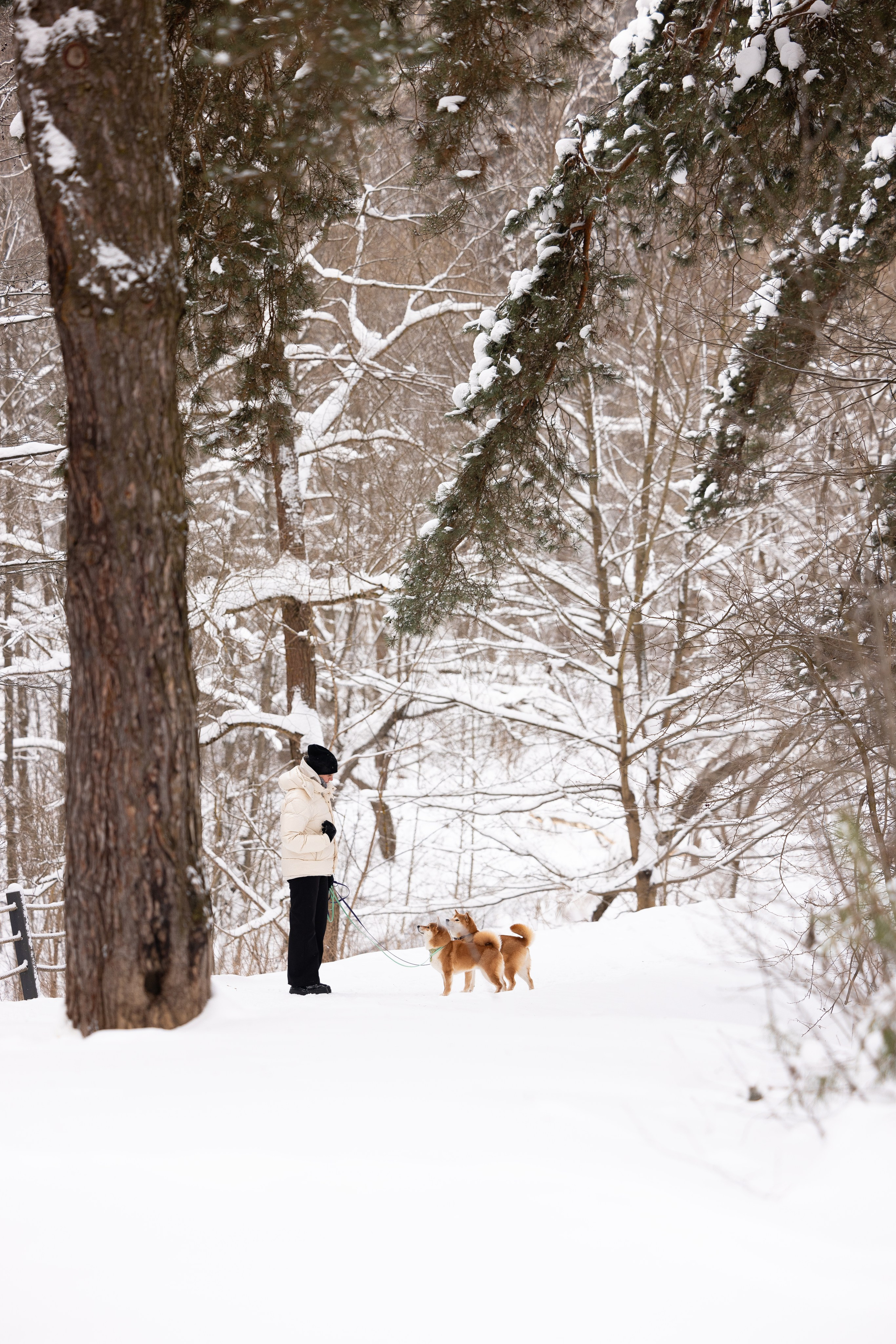 Юми, Серж и Тоши. Фотограф и видеограф анималист Аганина Дарья