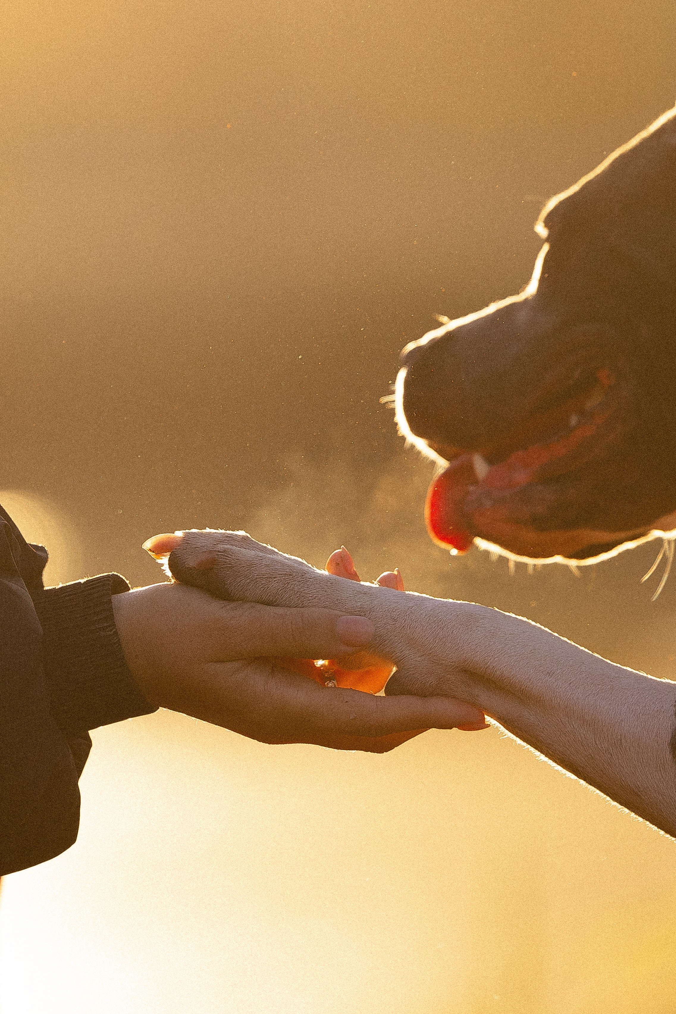 Катя, Леша, Лея и Трой. Фотограф и видеограф анималист Аганина Дарья
