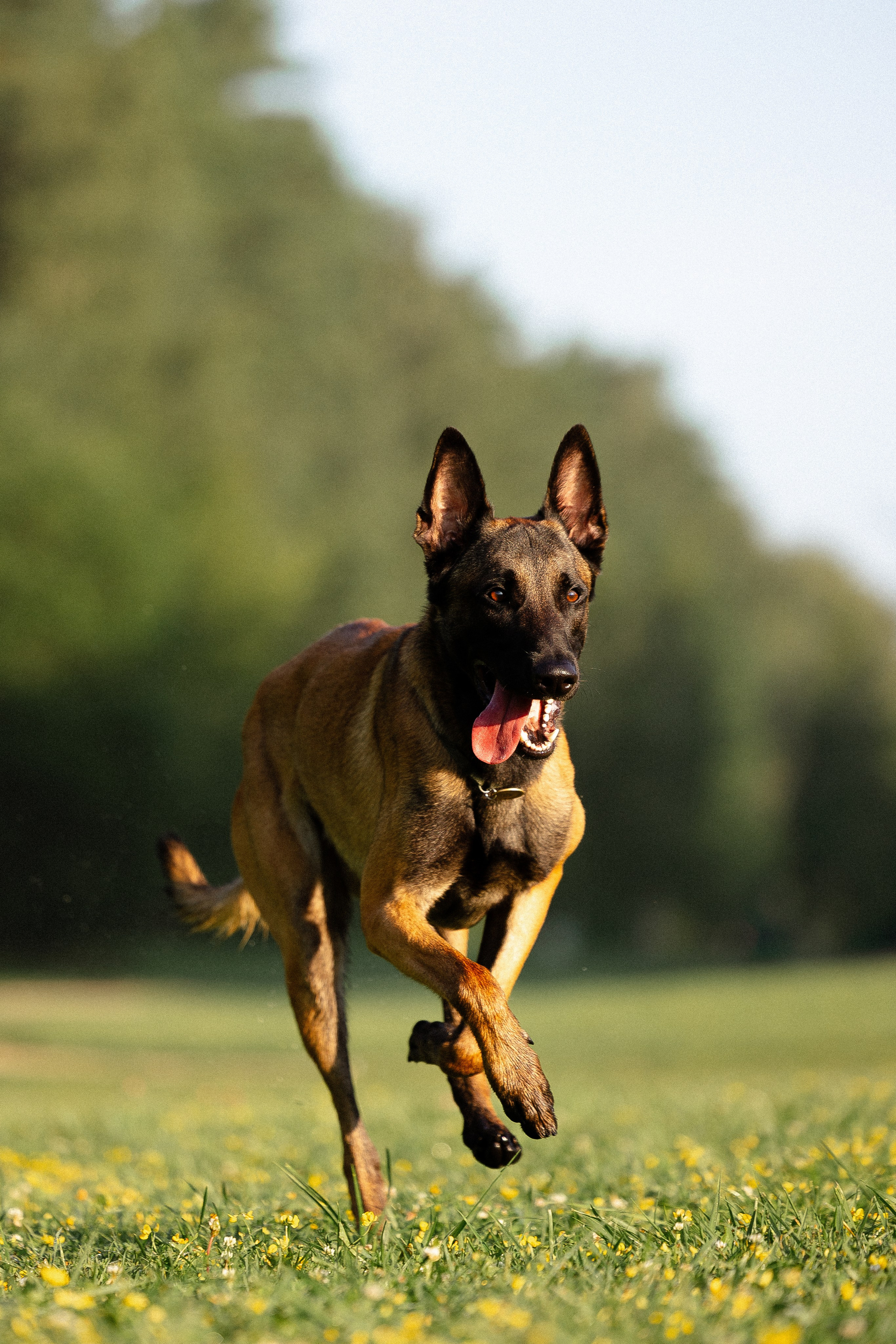 Галина и Кодекс. Фотограф и видеограф анималист Аганина Дарья