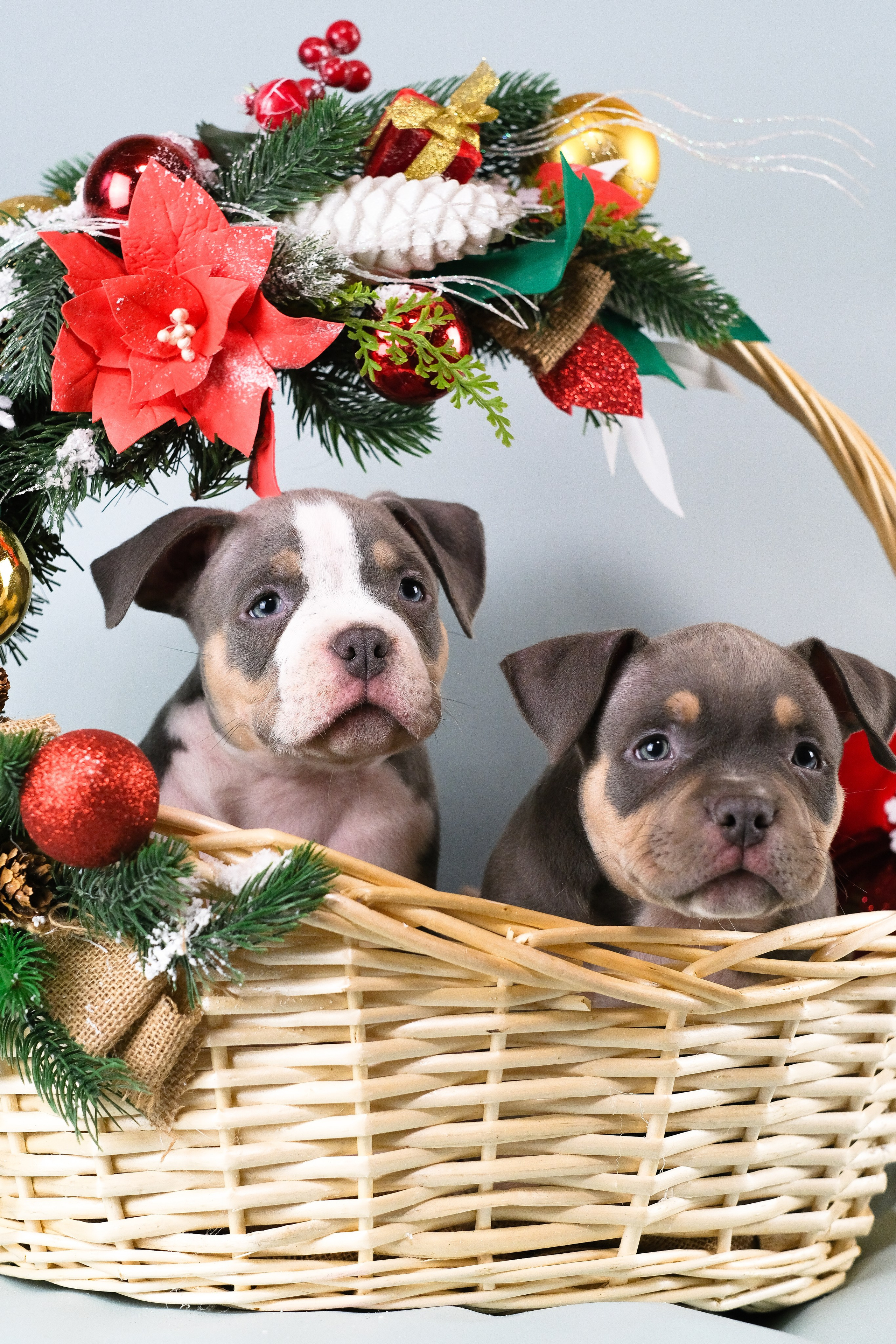 Американский Булли. Фотограф и видеограф анималист Аганина Дарья