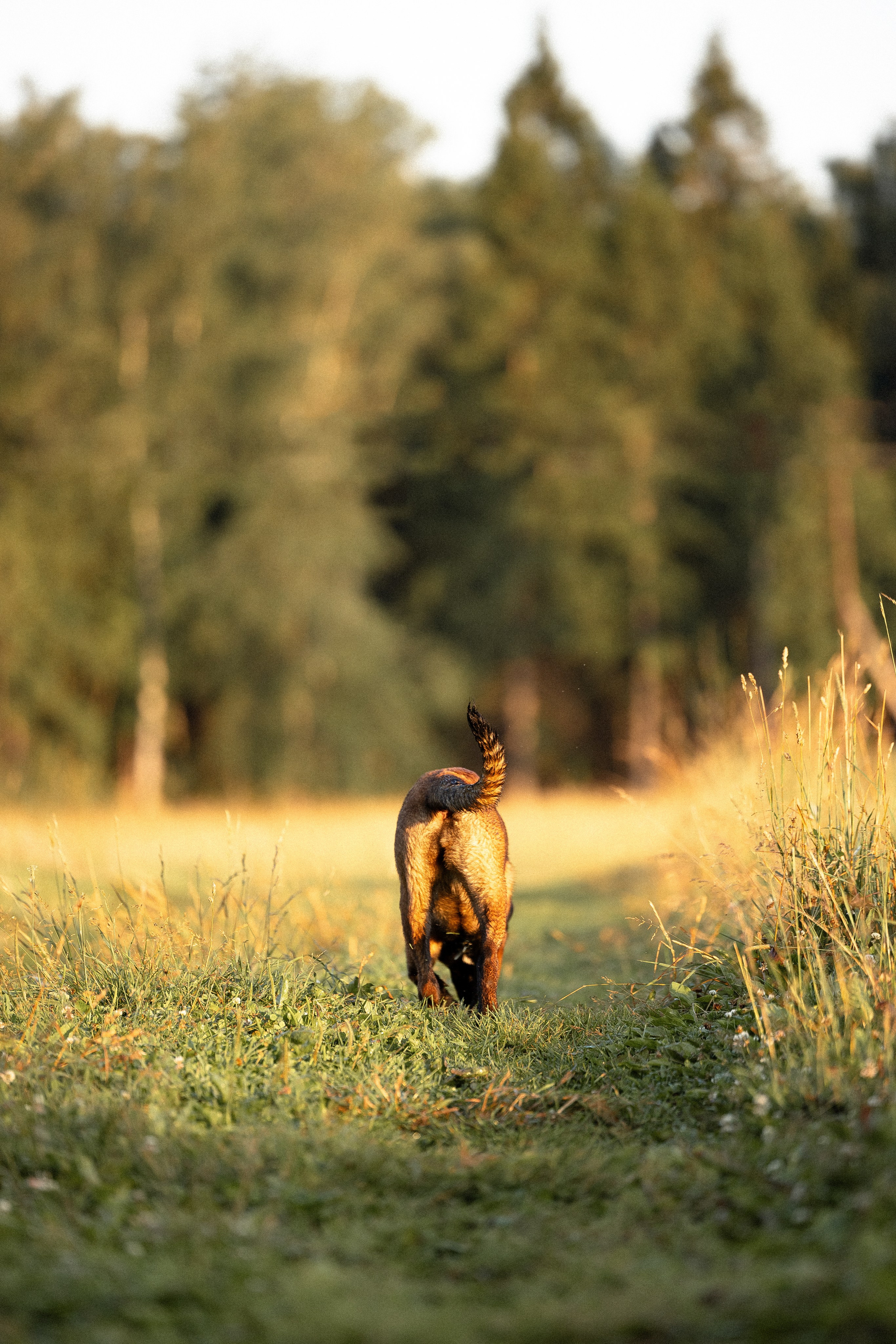 Галина и Лоя. Фотограф и видеограф анималист Аганина Дарья