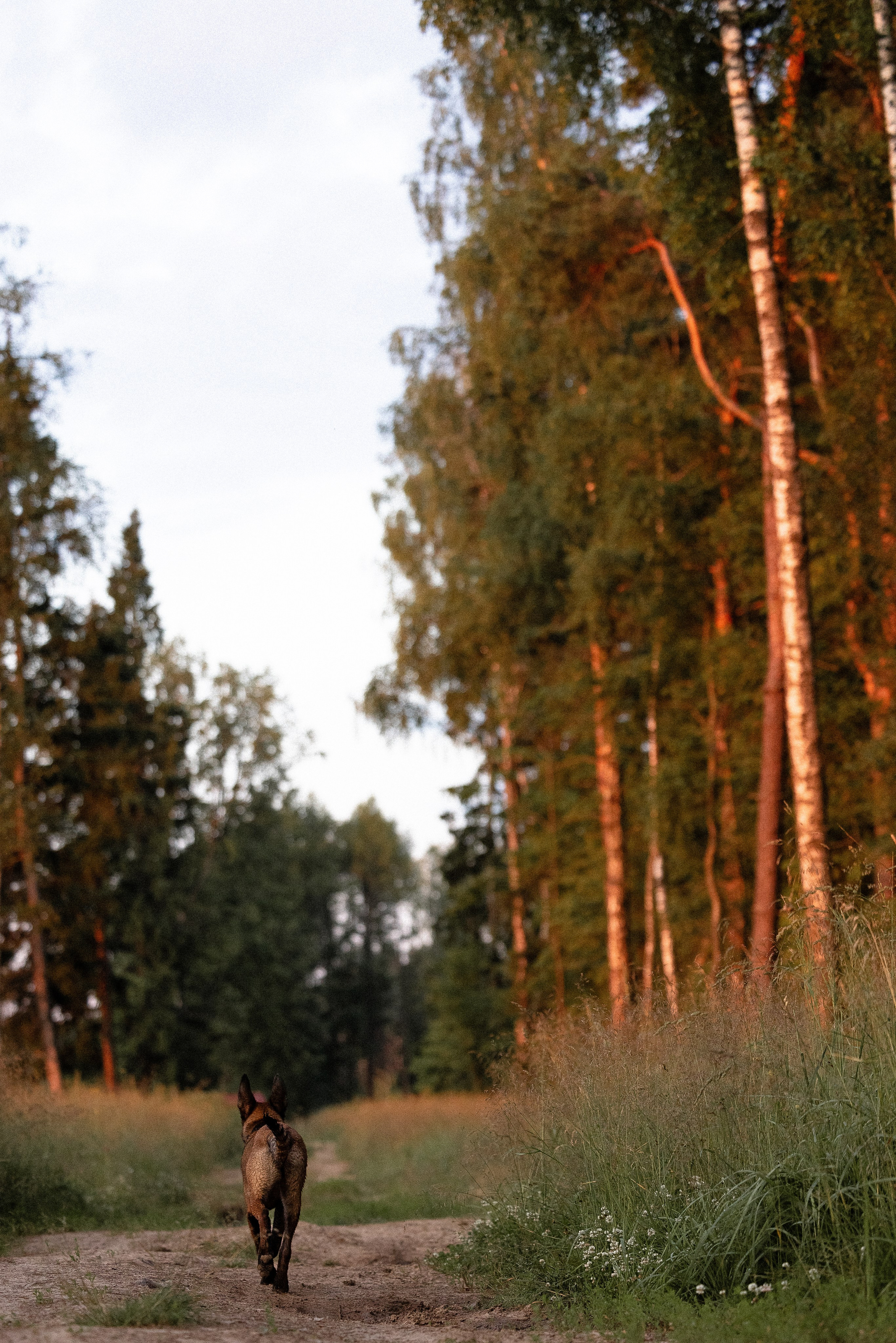 Галина и Лоя. Фотограф и видеограф анималист Аганина Дарья