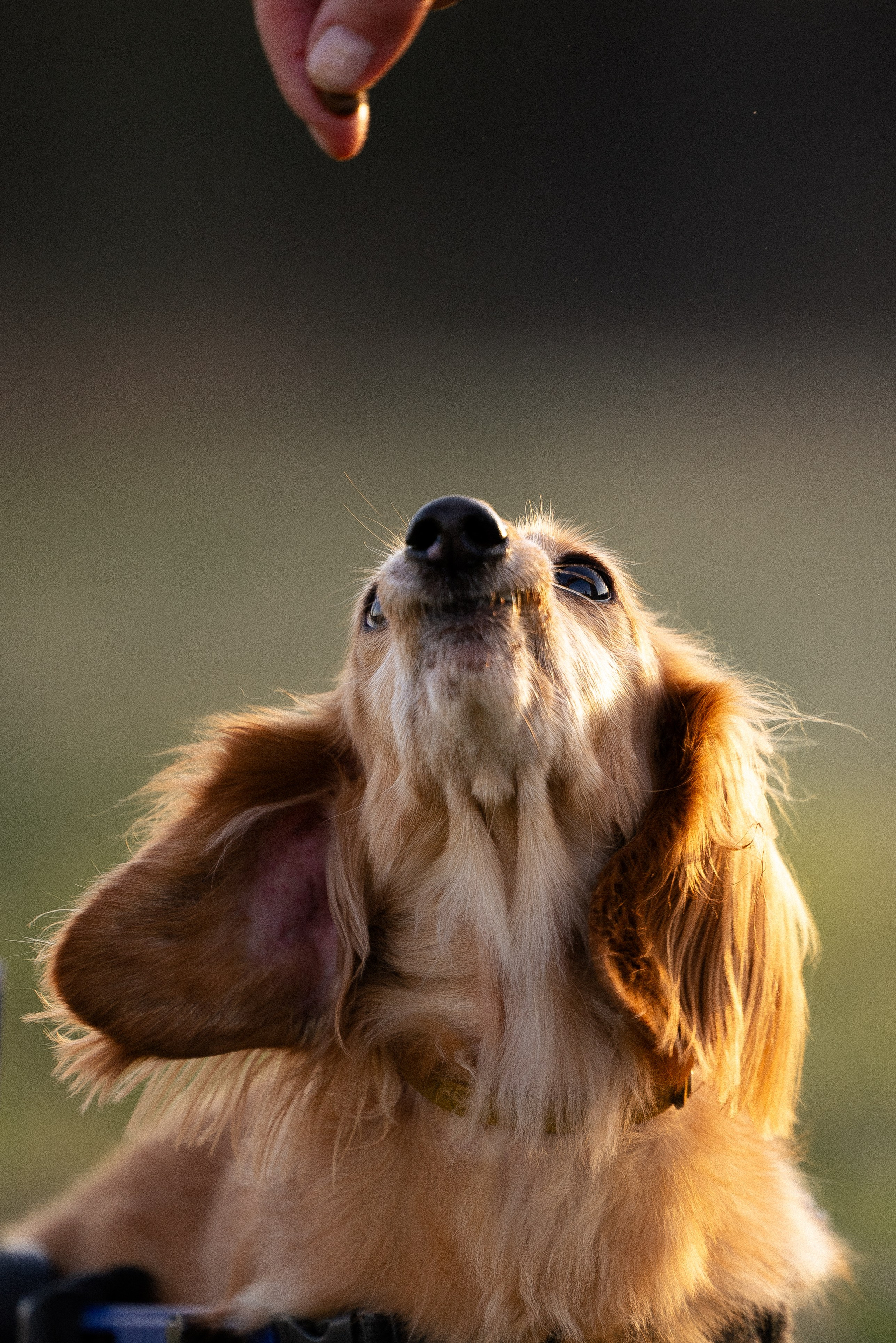 Разношерстная компания. Фотограф и видеограф анималист Аганина Дарья