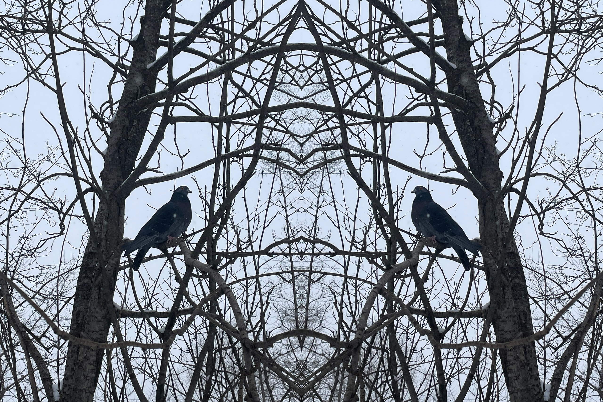 Urban flowers. Арт — фотограф Евгений Наймушин Новокузнецк