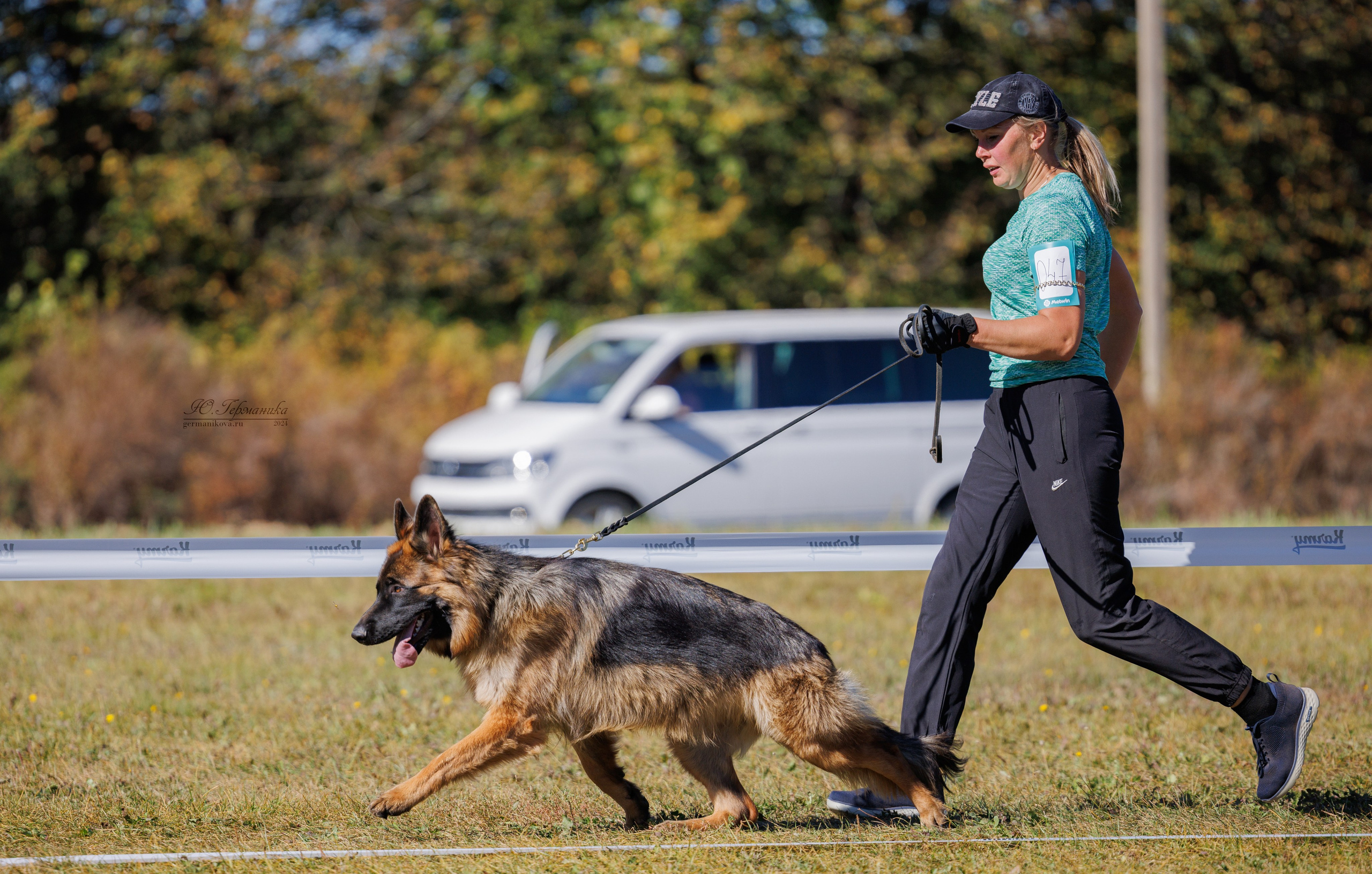 Тверь немецкие овчарки 22.09.2024. Фотограф-анималист Юлия Германика