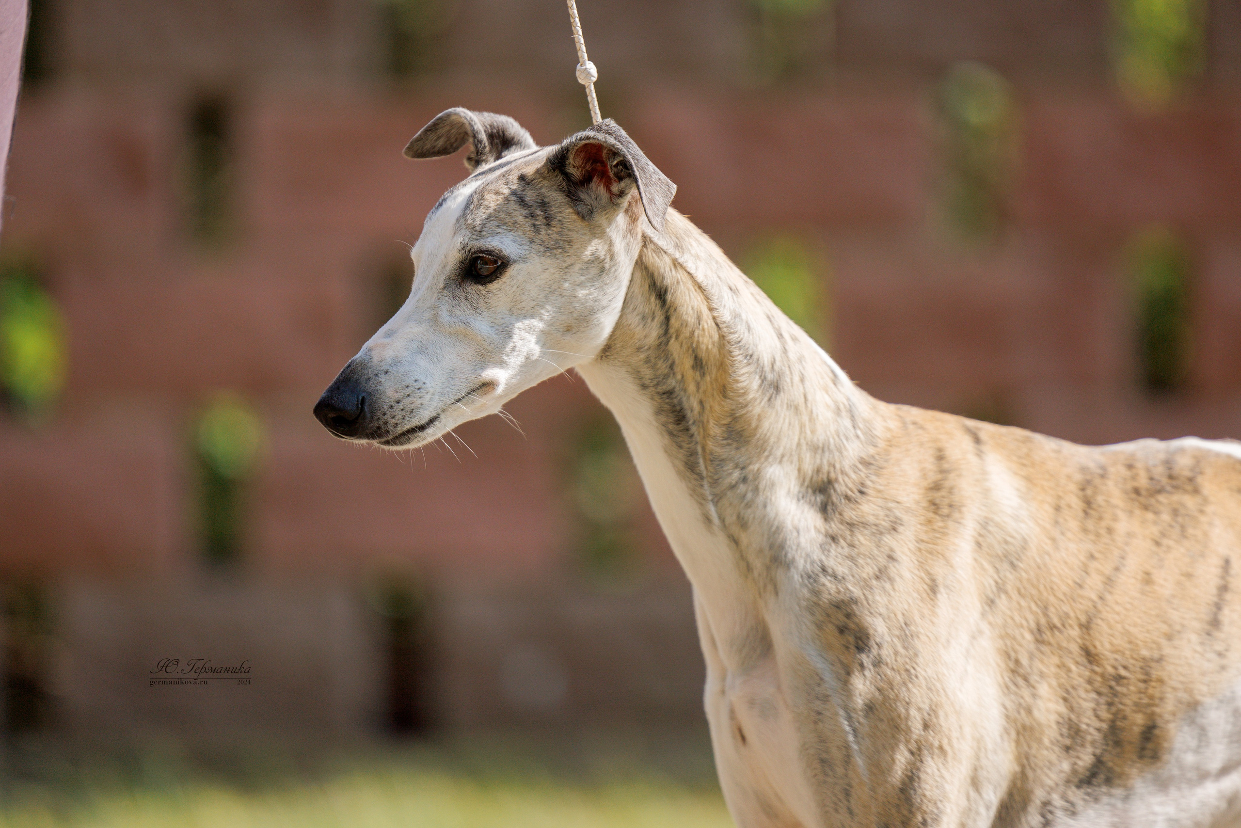 Астана 2хCACIB 17-18.08.2024. Фотограф-анималист Юлия Германика