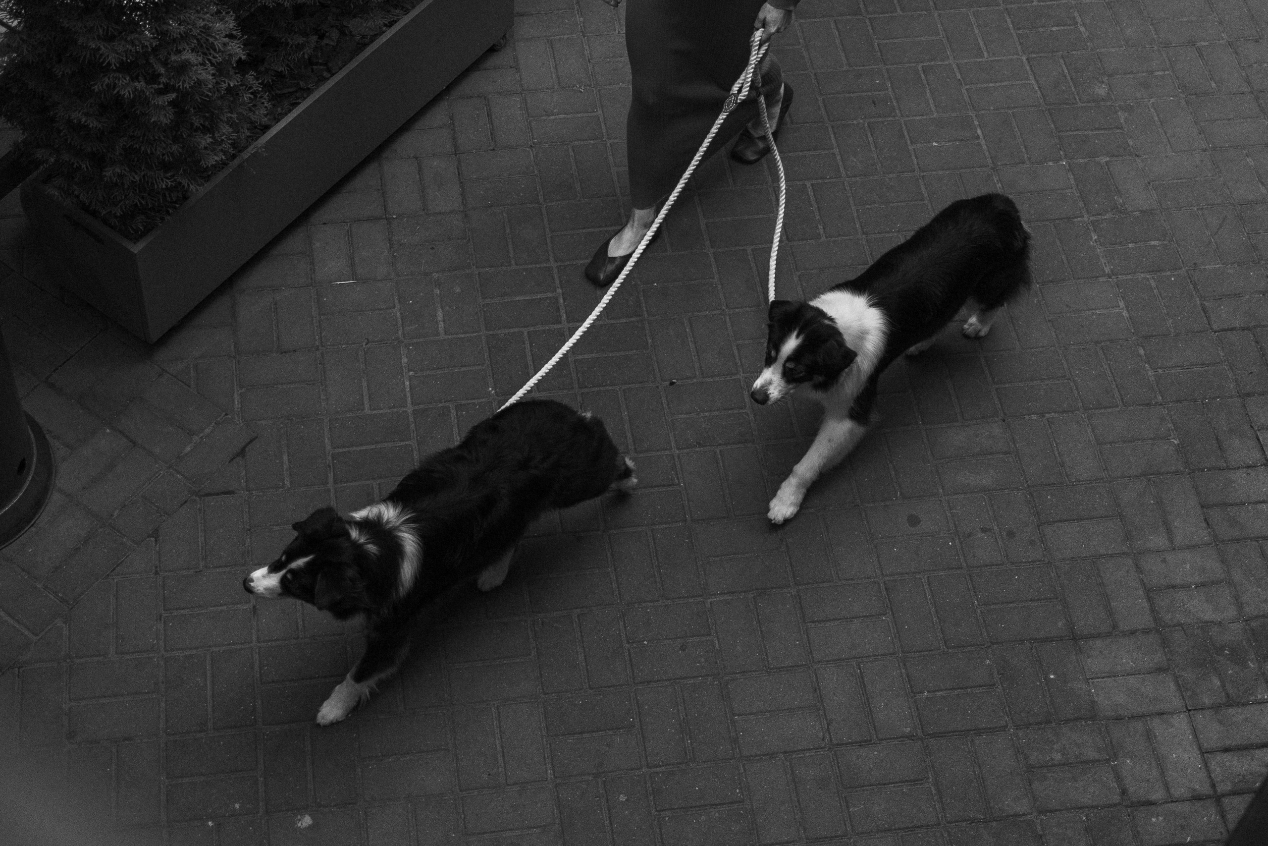 Катя и ее девочки. Фотограф — Анималист | Санкт-Петербург