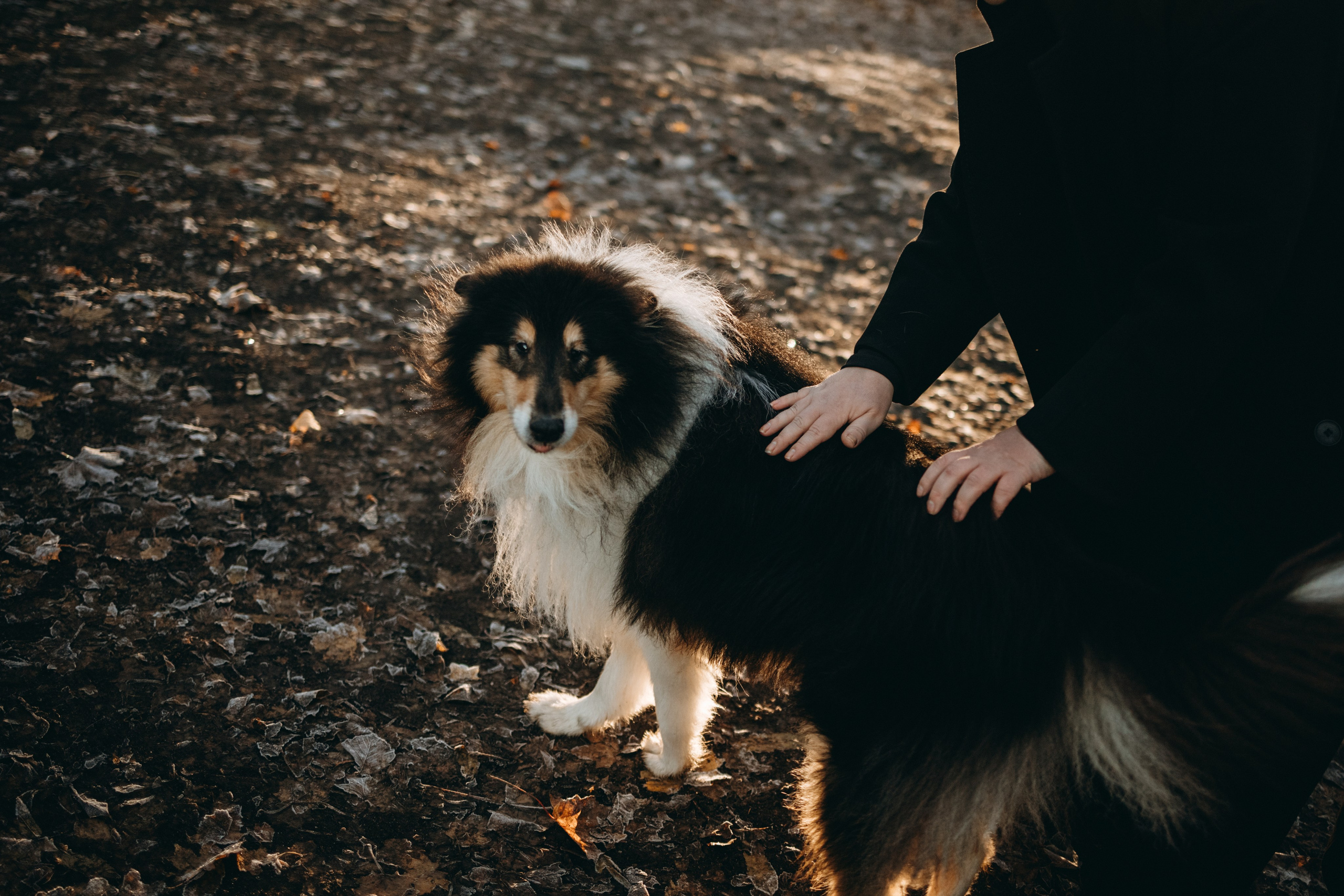 Ия и Барт. Фотограф — Анималист | Санкт-Петербург