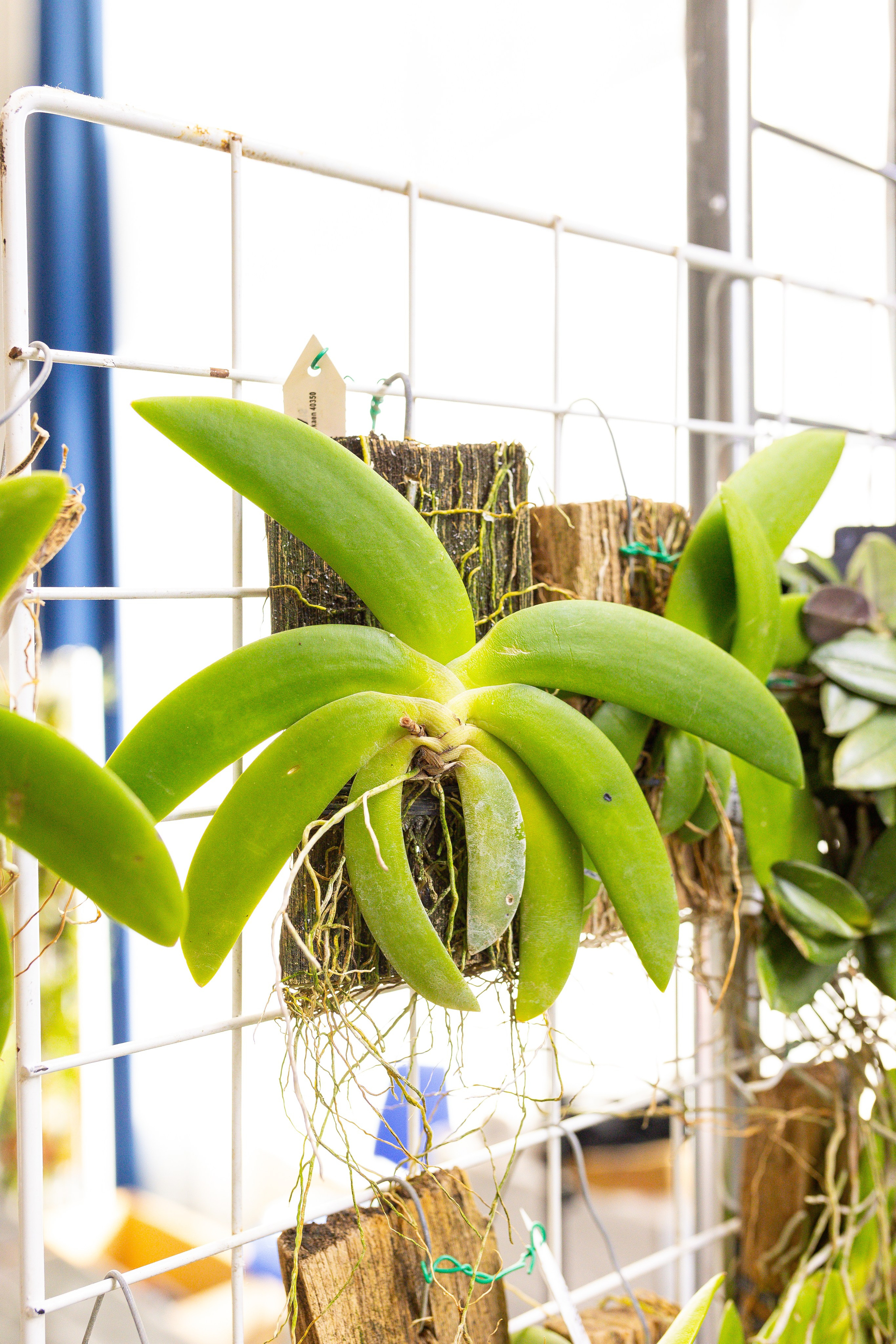 Орхидиум сентябрь 2025. Александра Куликова фотограф, Москва